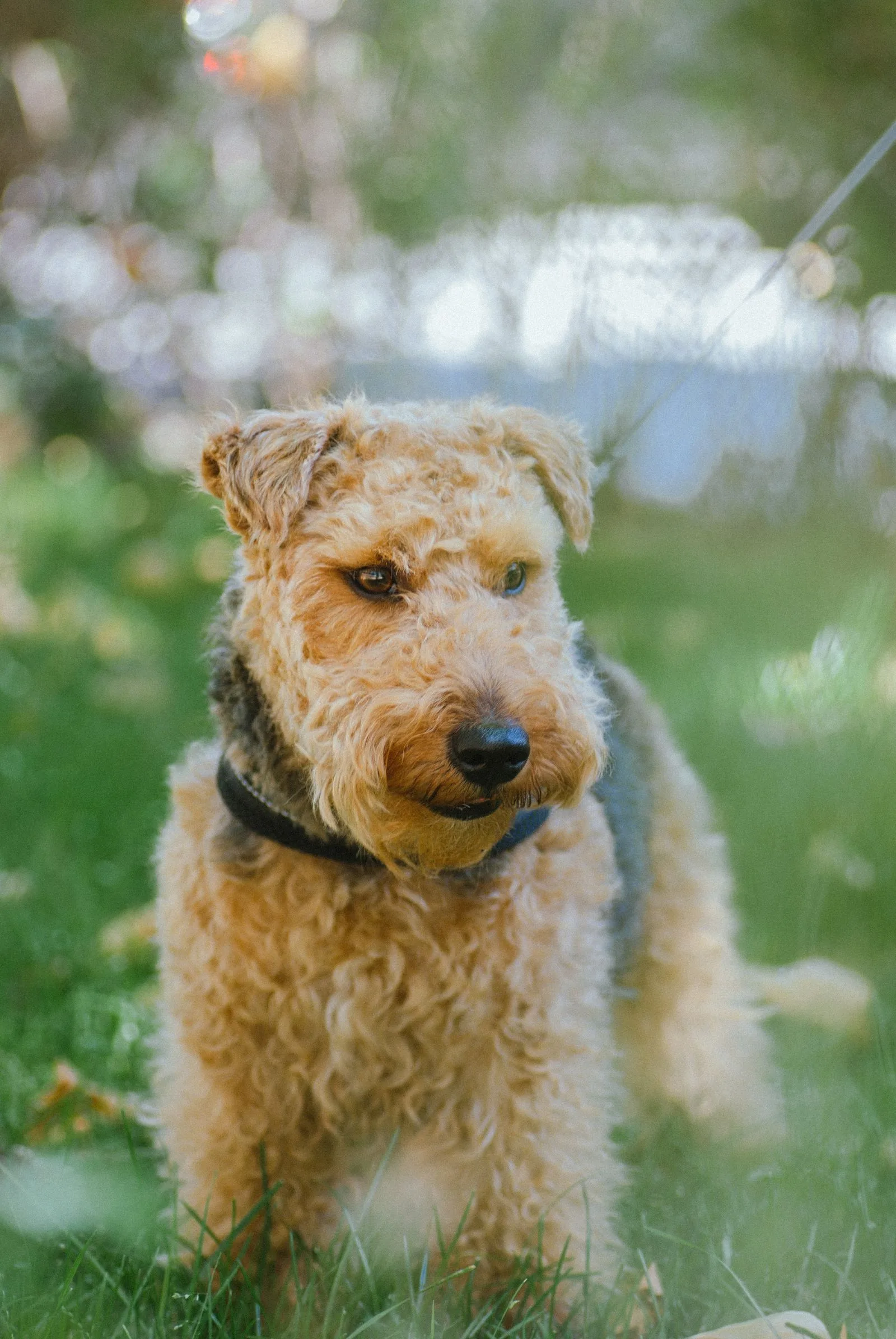 Een Airedale Terrier met zwart-tan wiry vacht in het gras
