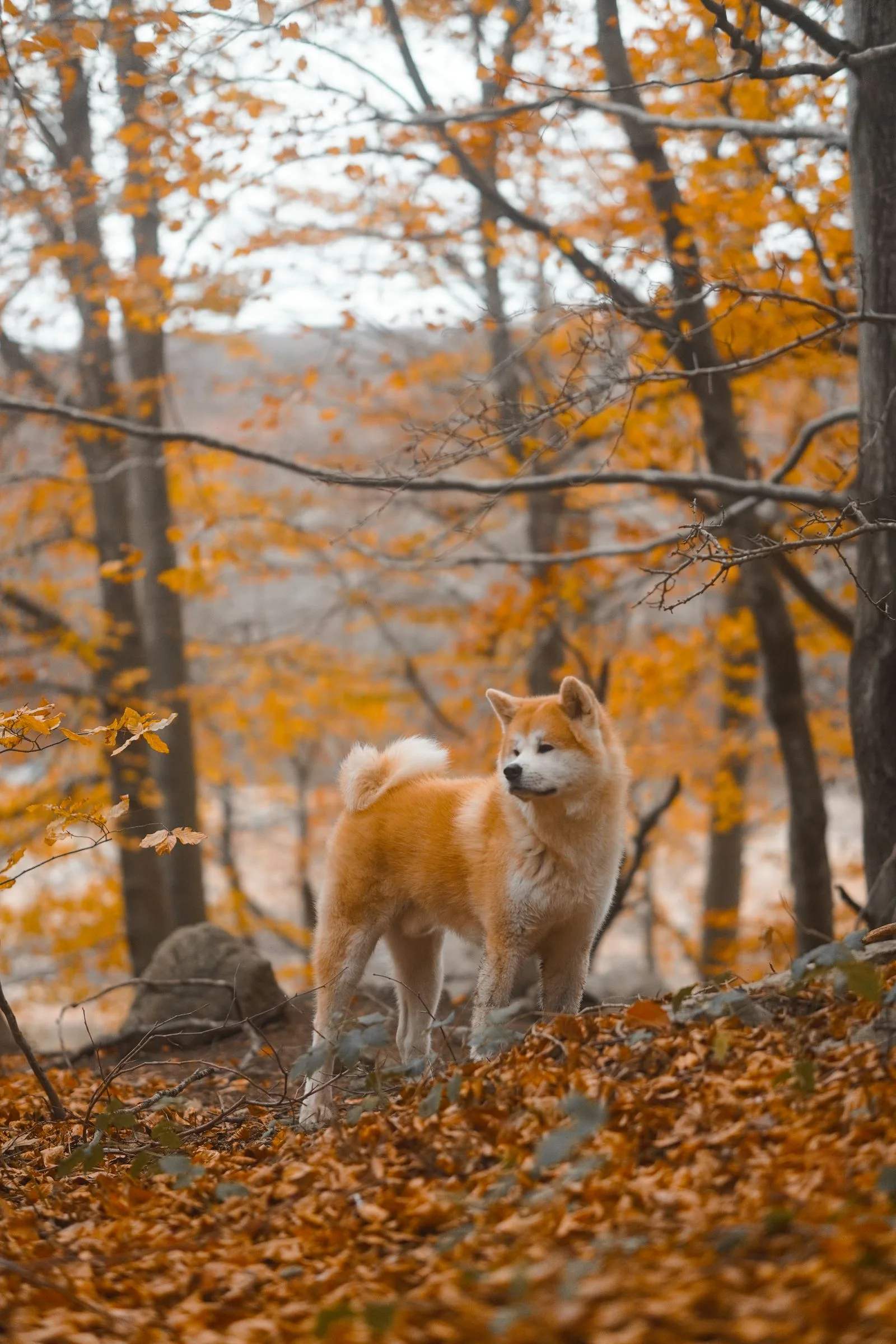 Een rode Akita Inu staat tussen herfstbladeren in het bos