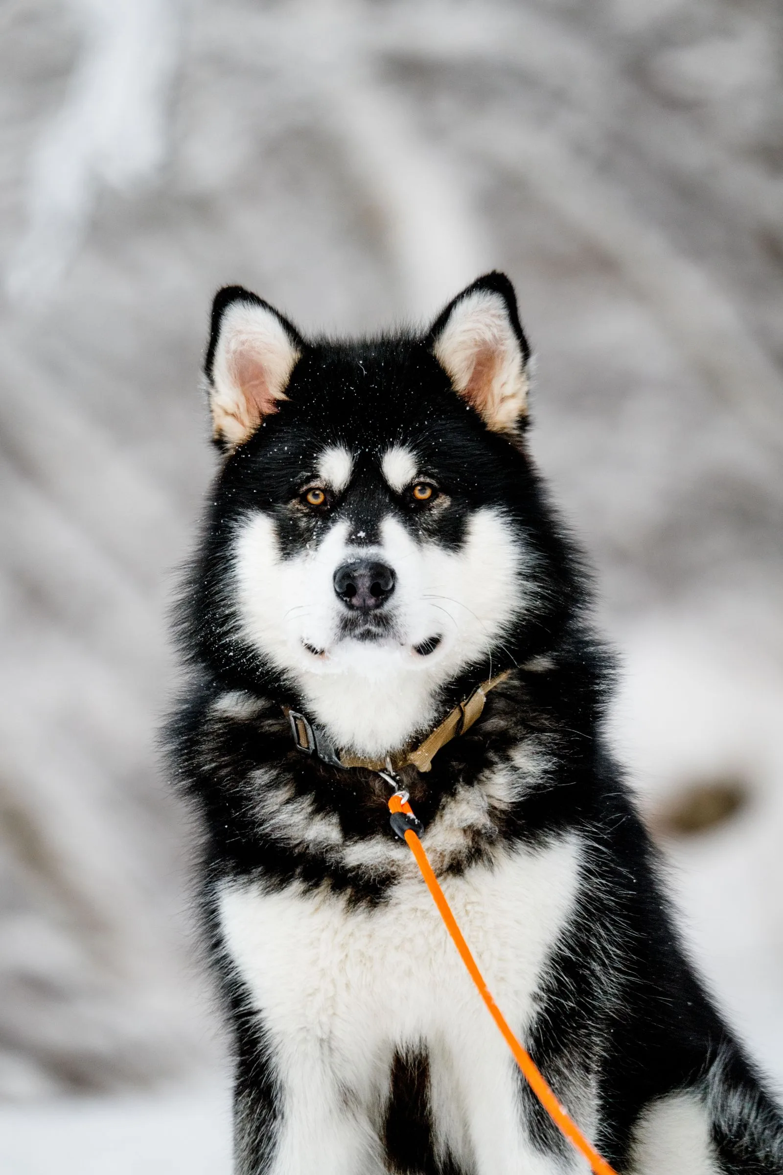 Een zwart-witte Alaskan Malamute in de sneeuw