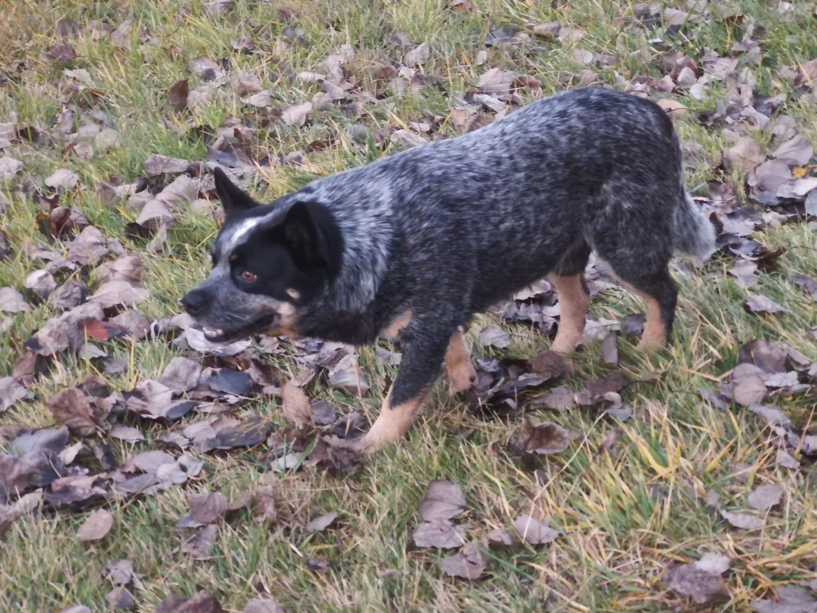 Een blauw gespikkelde Australian Cattle Dog in herfstgras