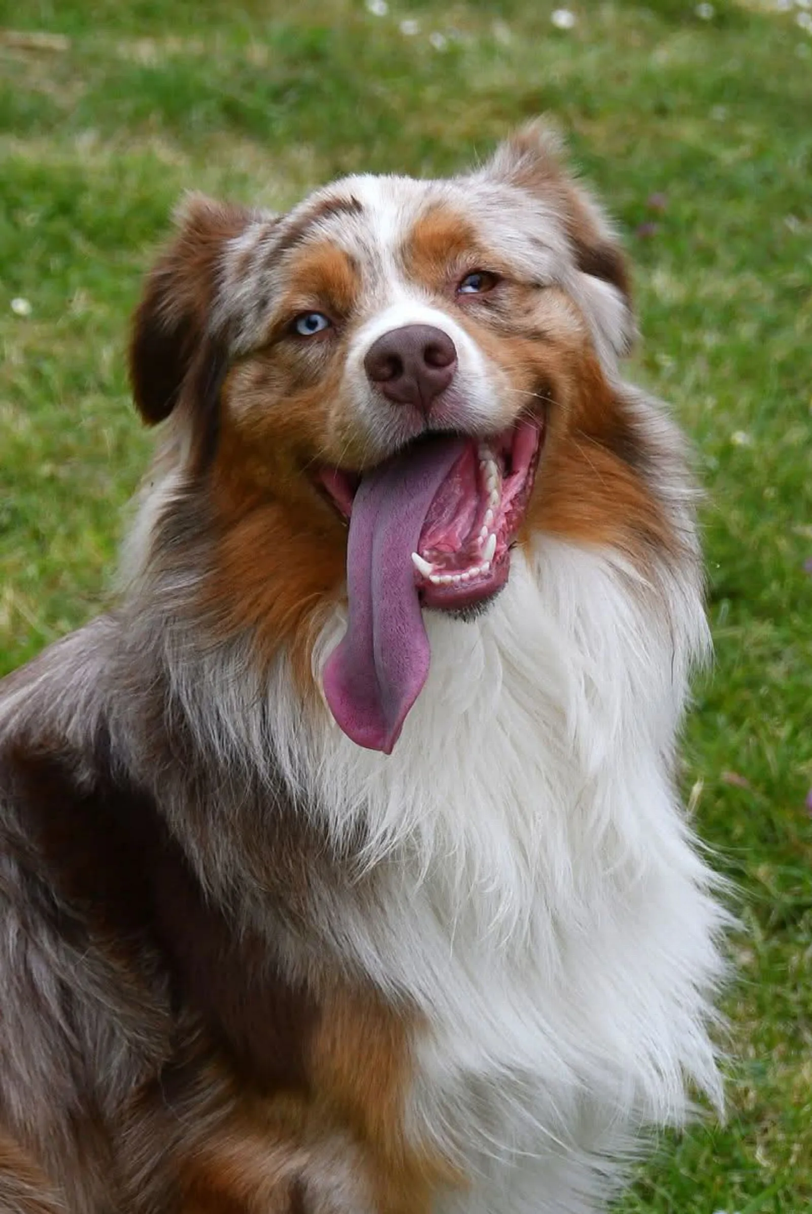 Een vrolijke Australische Herder met merle-vacht in een groen park