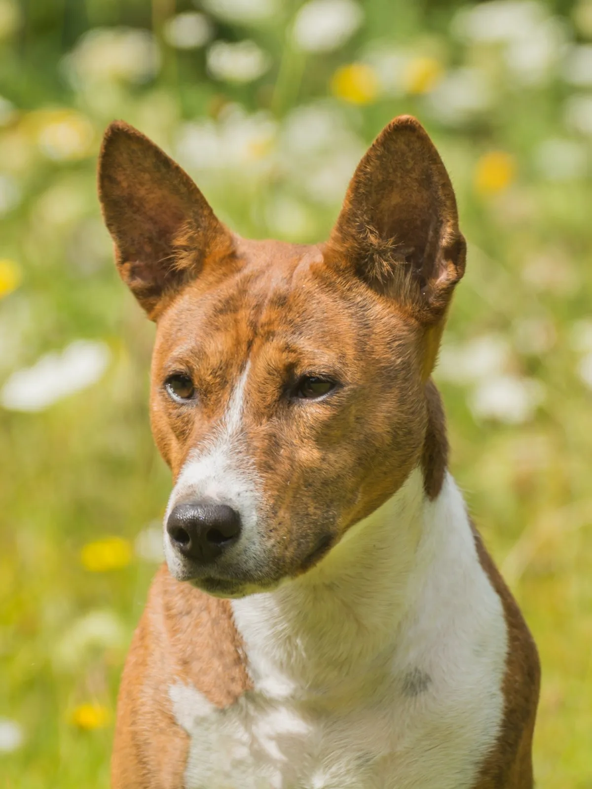 Een Basenji met brindle vacht en witte borst in een bloemenveld