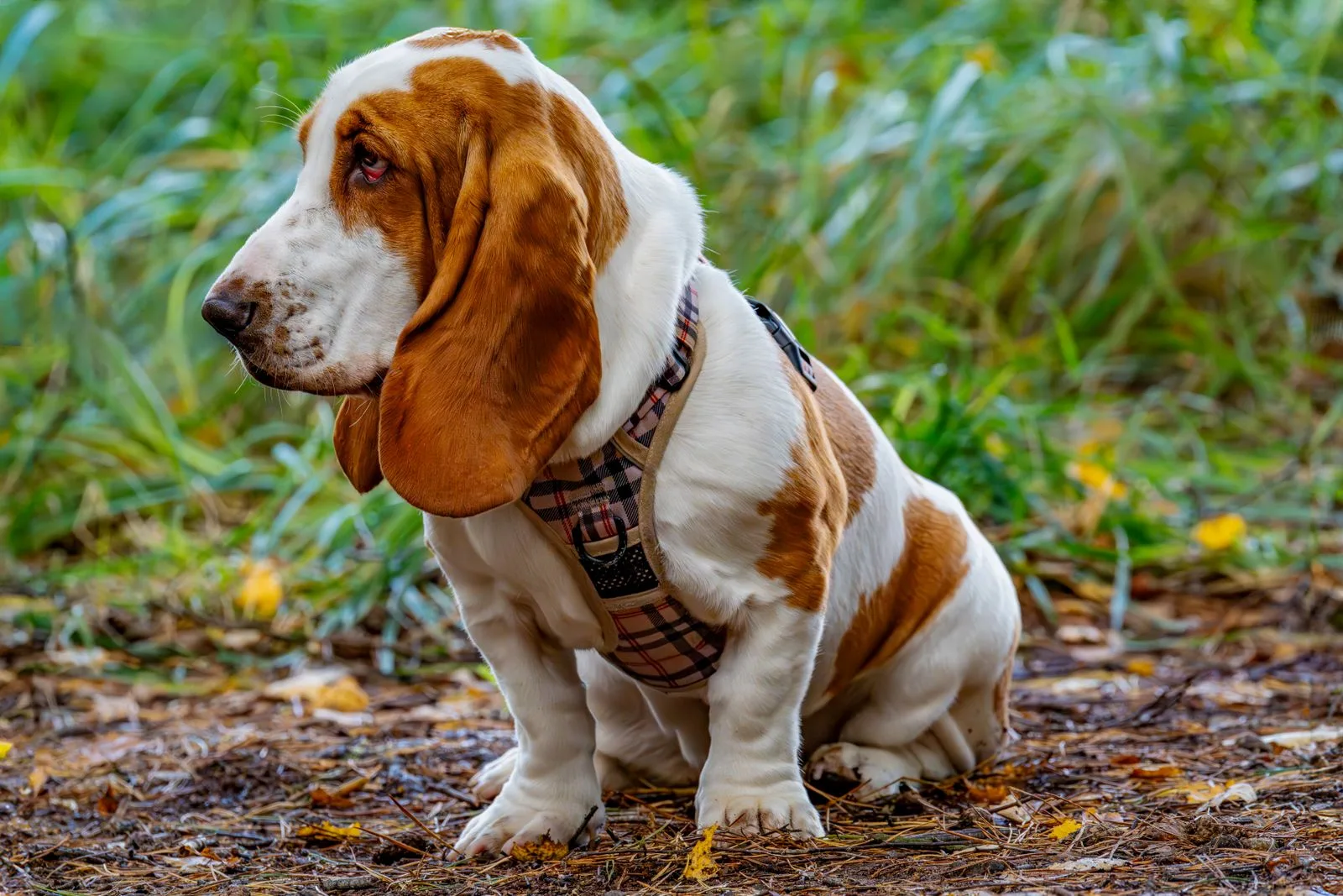 Een driekleurige Basset Hound zit in het bos met geruite tuig