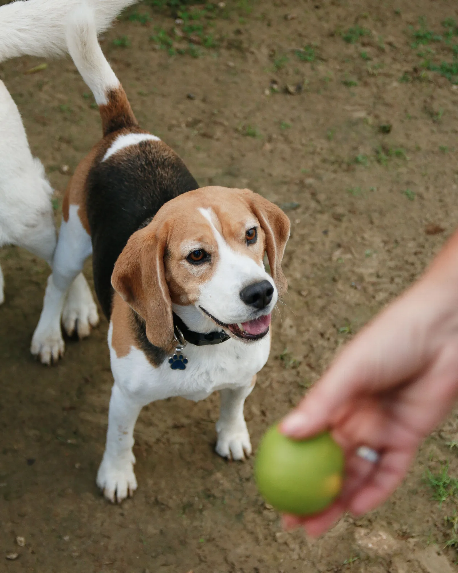 Een driekleurige Beagle kijkt gespannen omhoog tijdens het spelen in het park