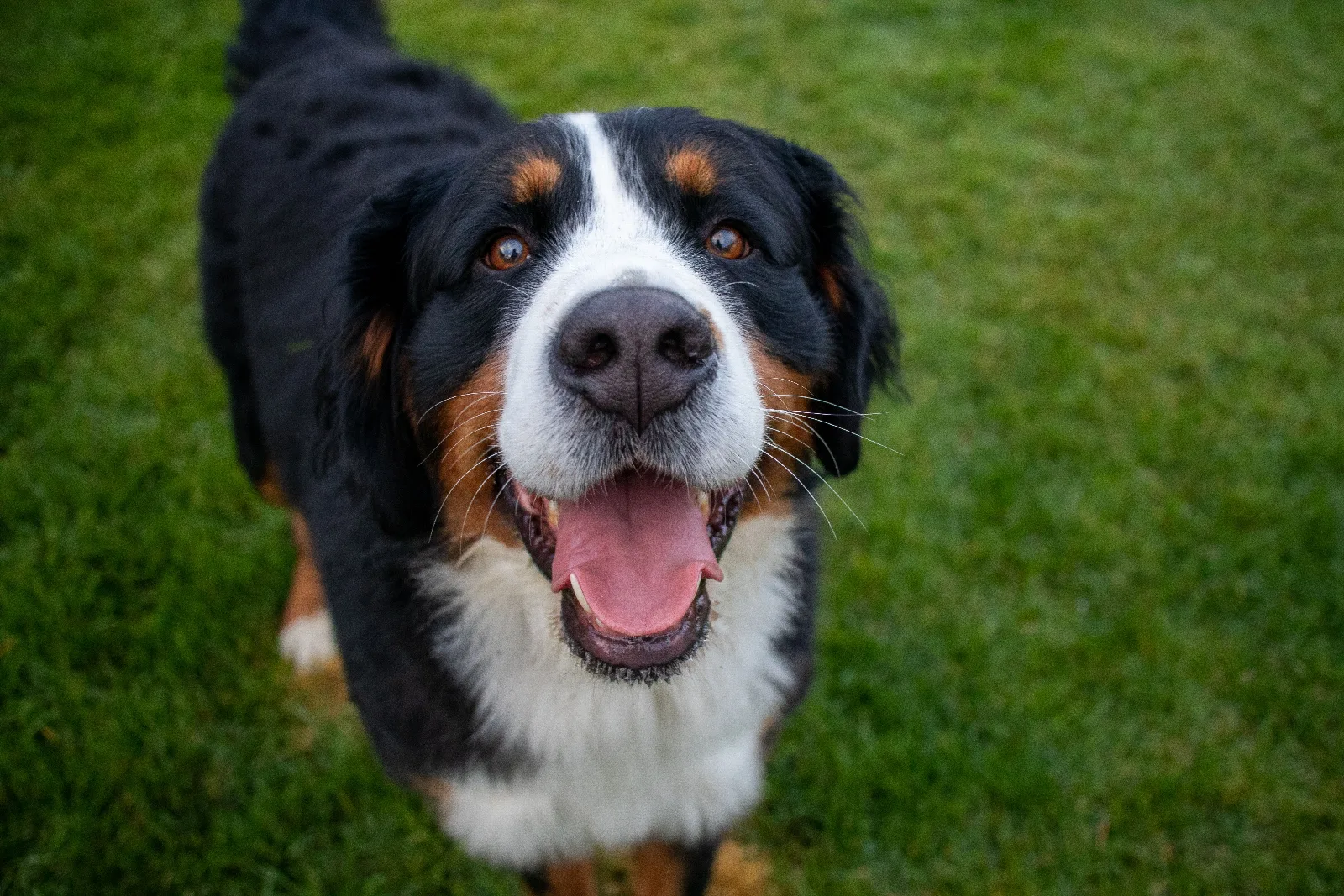 Een driekleurige Berner Sennenhond staat vrolijk in het groene gras