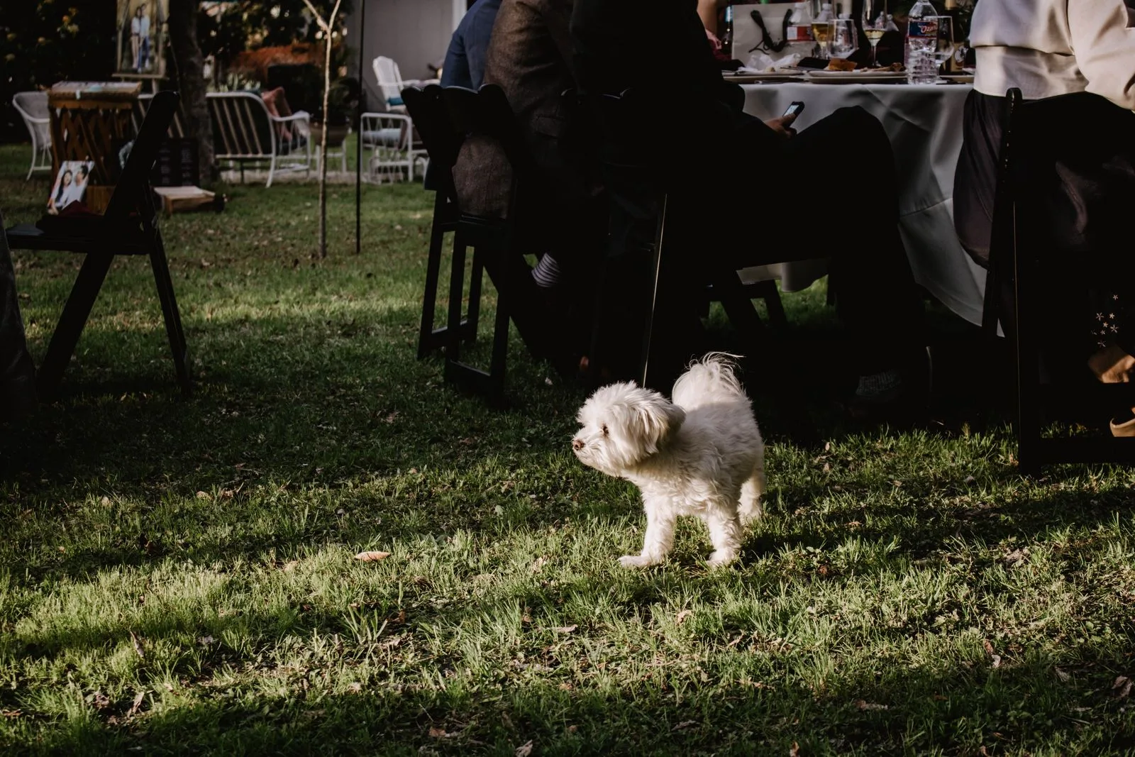 Een witte Bichon Frisé rent vrolijk over groen gras