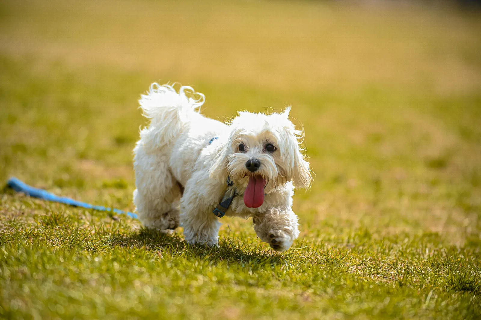 Een kleine pluizige Boomer-achtige hond zit buiten in het gras