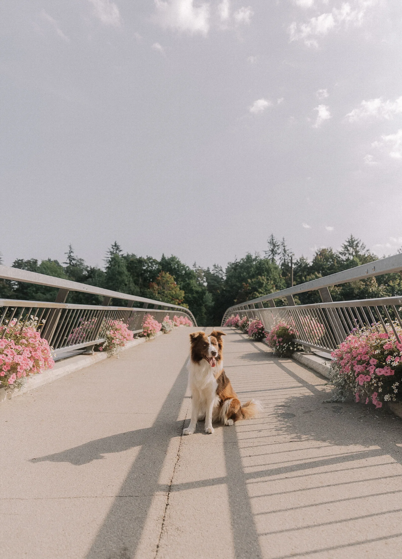 Een bruin-witte Border Collie zit op een voetgangersbrug met bloembakken