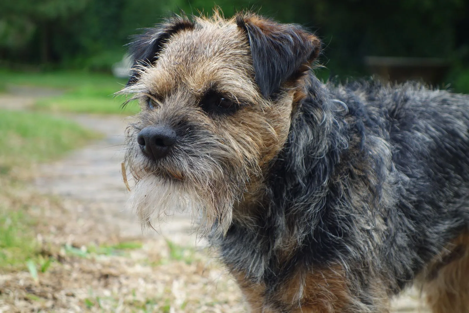 Een Border Terrier met wiry grizzle-and-tan vacht in de tuin