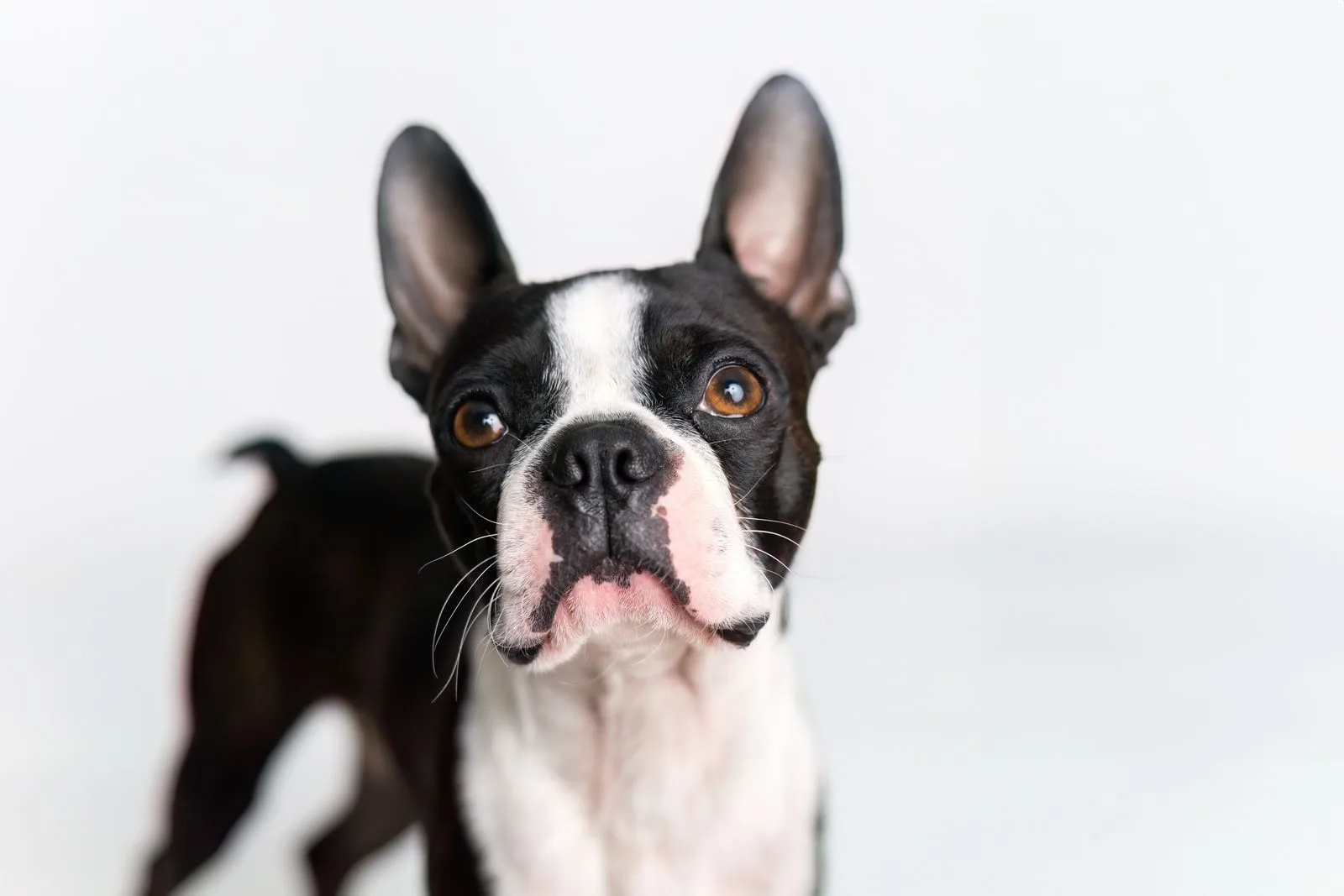 Een Boston Terrier met zwart-wit pak en staande oren