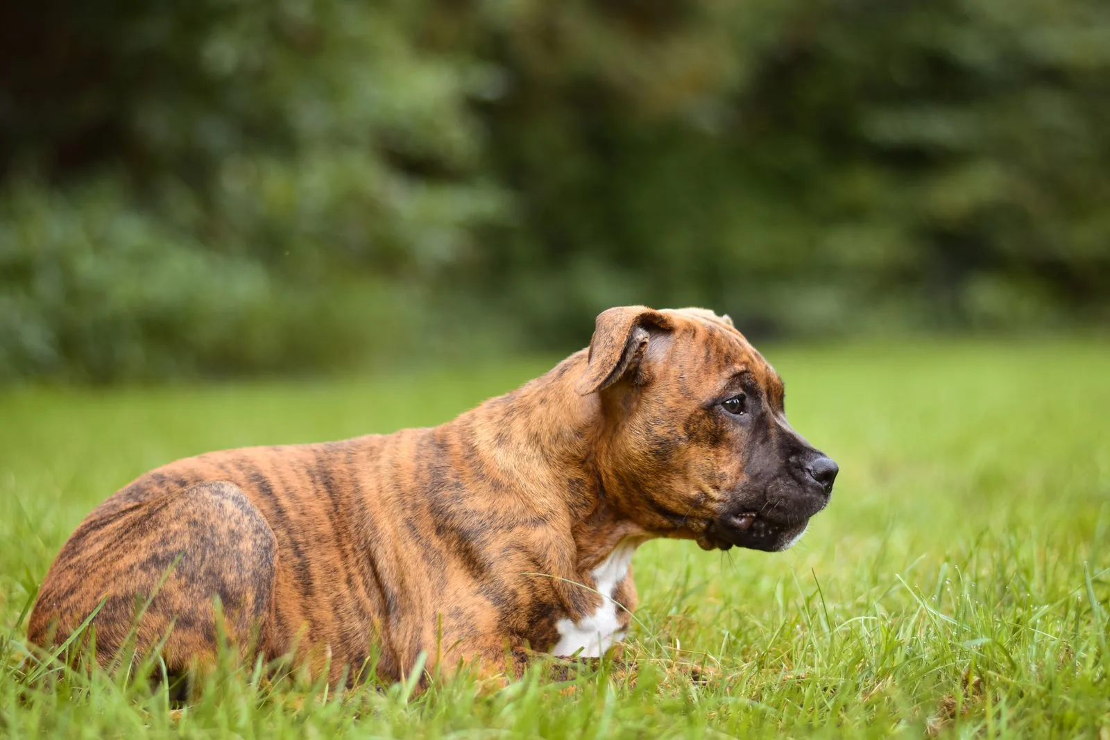 Een gestroomde Boxer ligt alert in het gras