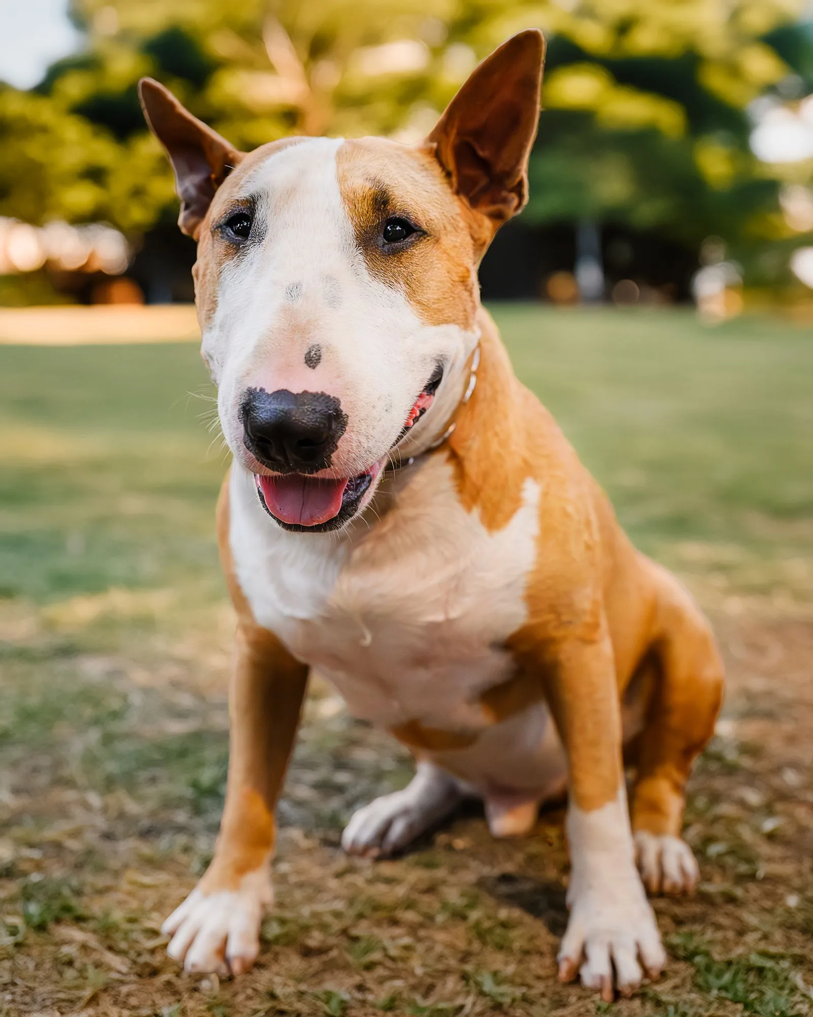 Een fawn-witte Bull Terrier zit in het gras in een park