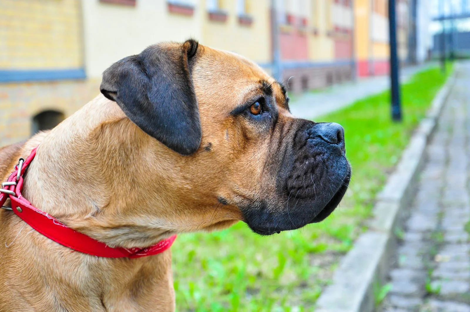Close-up van een fawn Bullmastiff met zwart masker en rood halsband