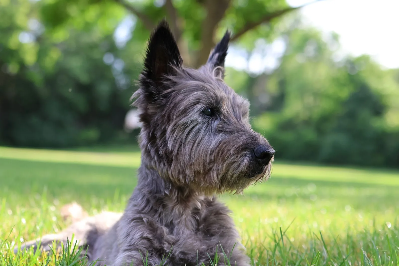 Een Cairn Terrier met wiry grijze vacht in een zonnig veld
