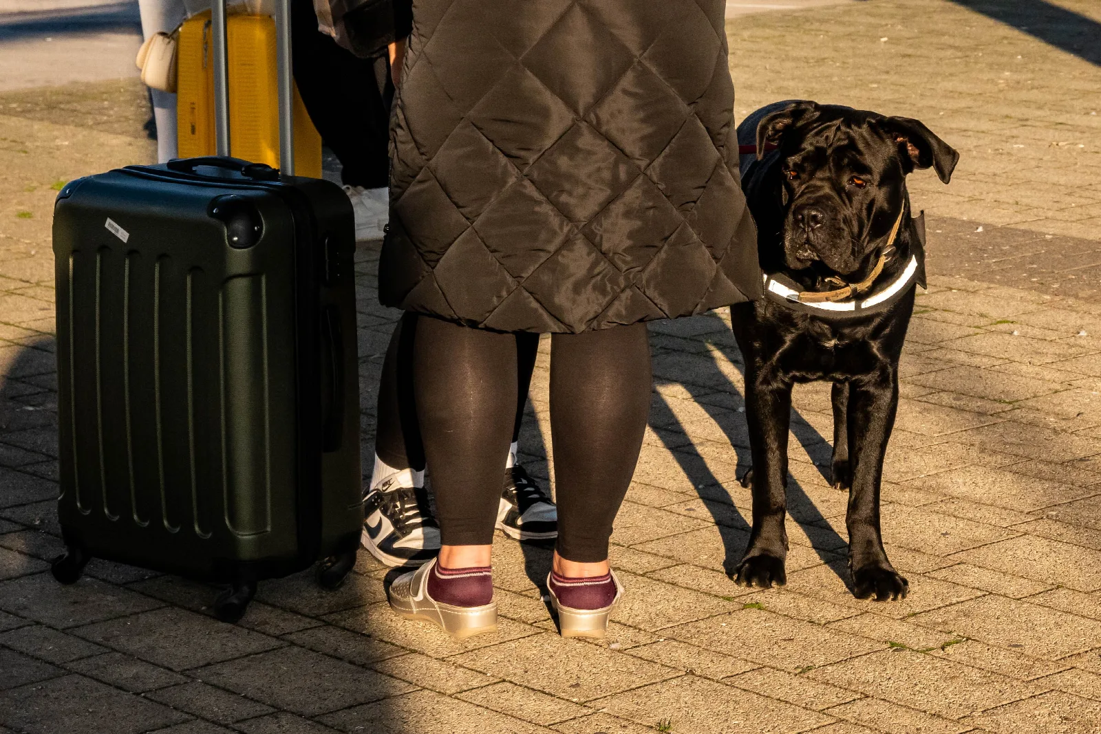 Een zwarte Cane Corso staat buiten op een pad in het zonlicht