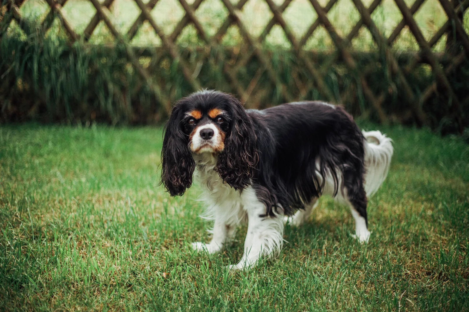 Een Cavalier King Charles Spaniel staat in het gras bij een hek