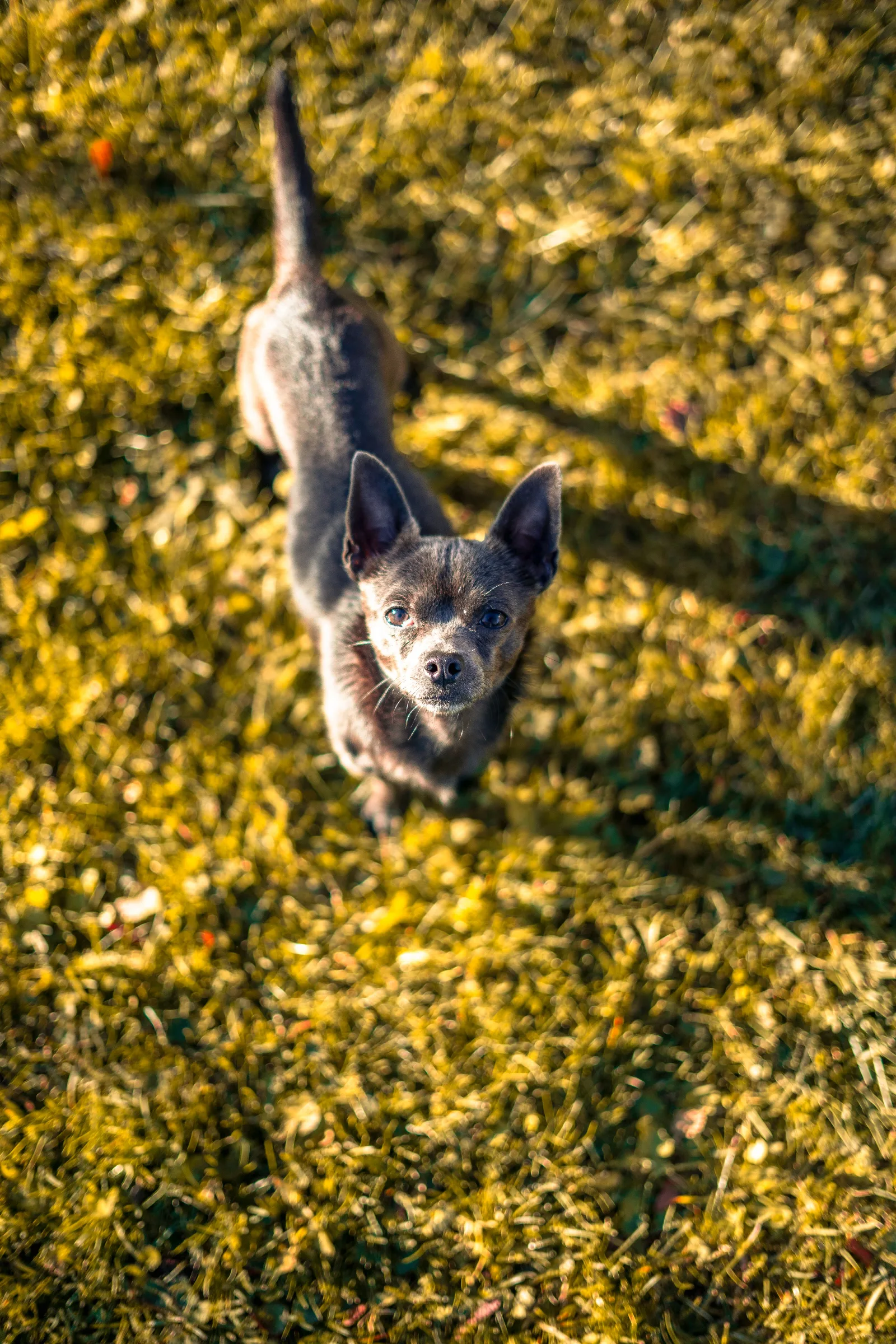 Een kleine Chihuahua zit in het gras en kijkt nieuwsgierig naar de camera