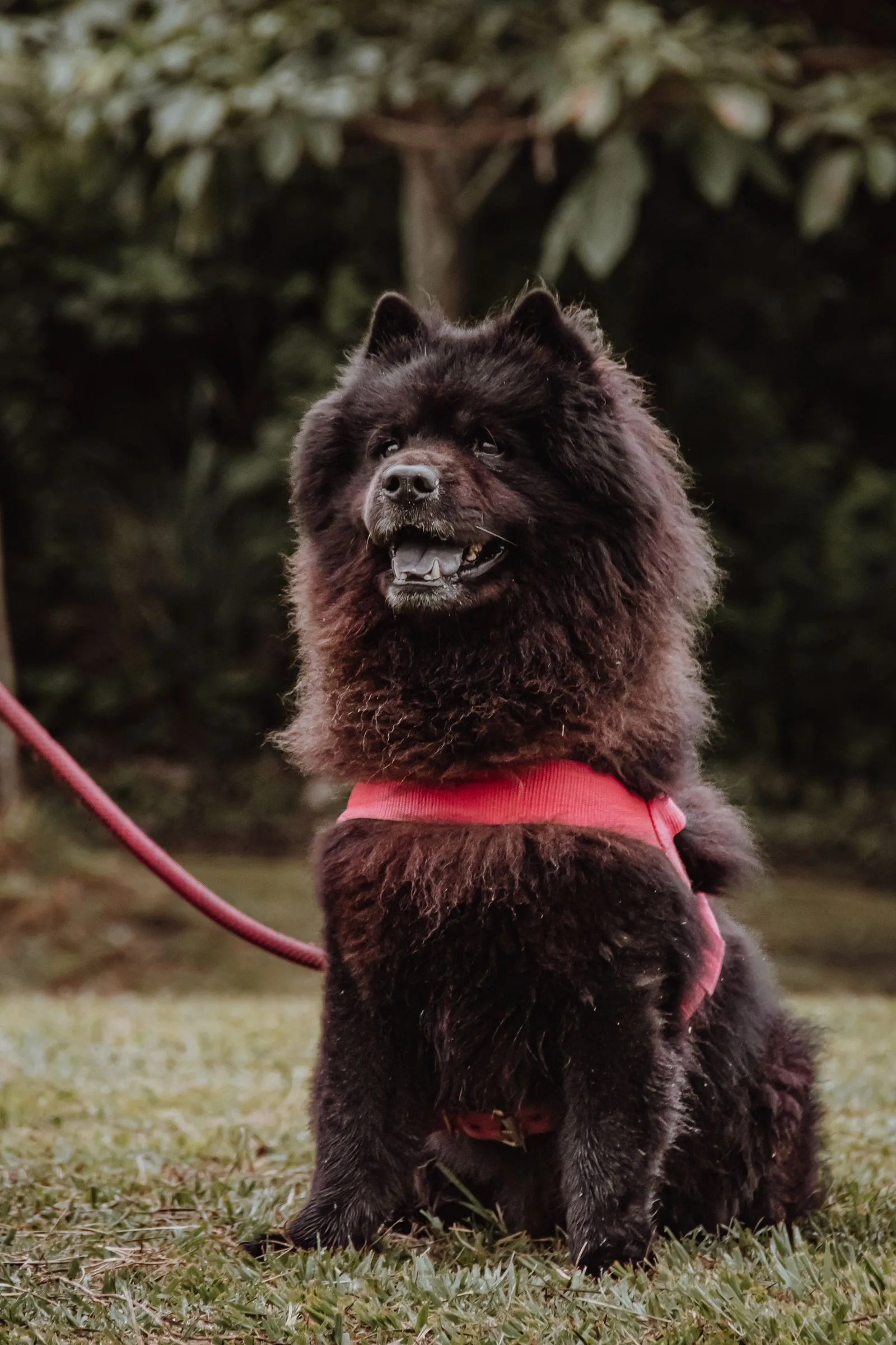 Een zwarte Chow Chow zit in het gras met roze tuig