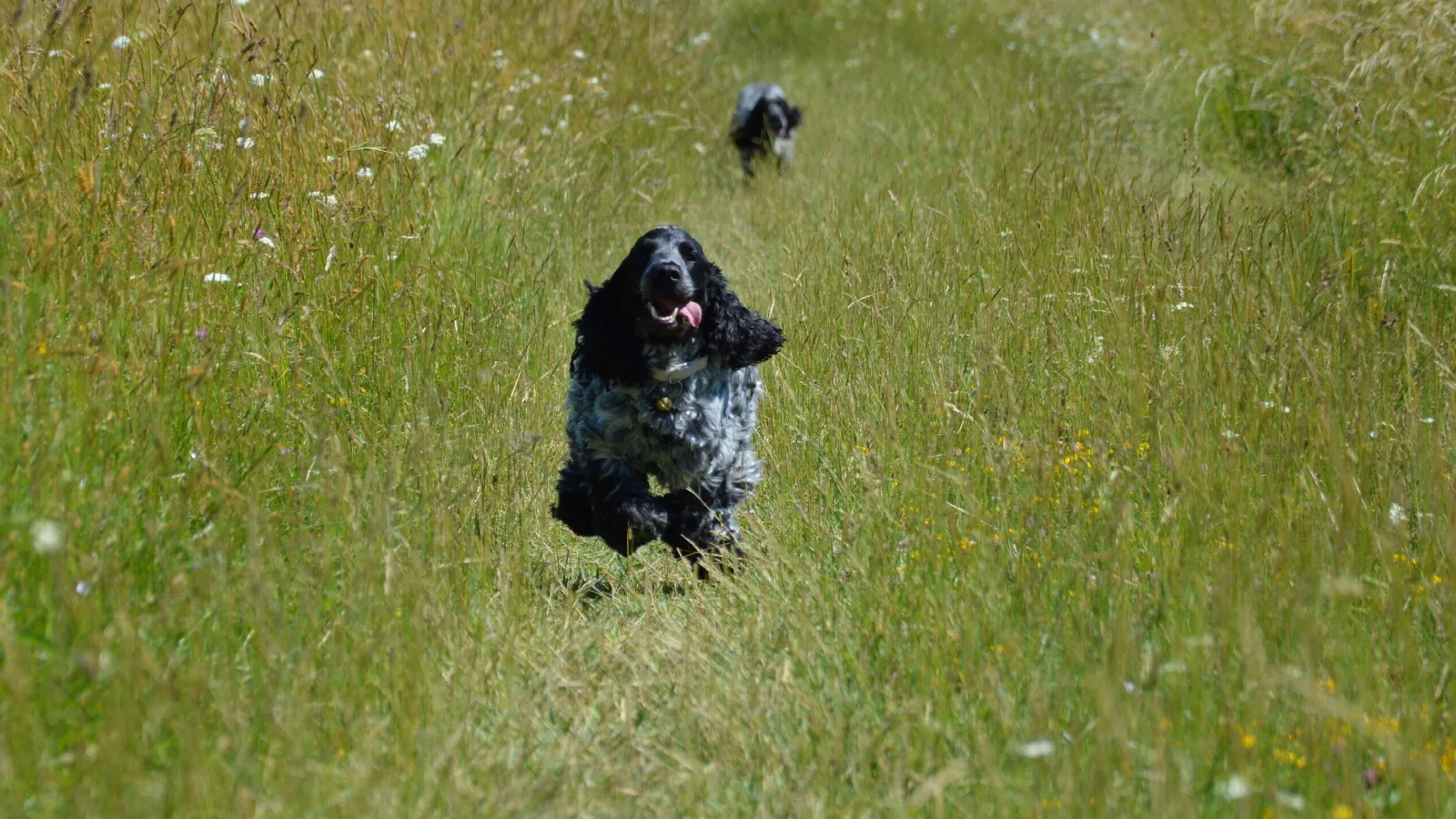 Een blue roan Engelse Cocker Spaniel rent vrolijk door een zonnig grasveld