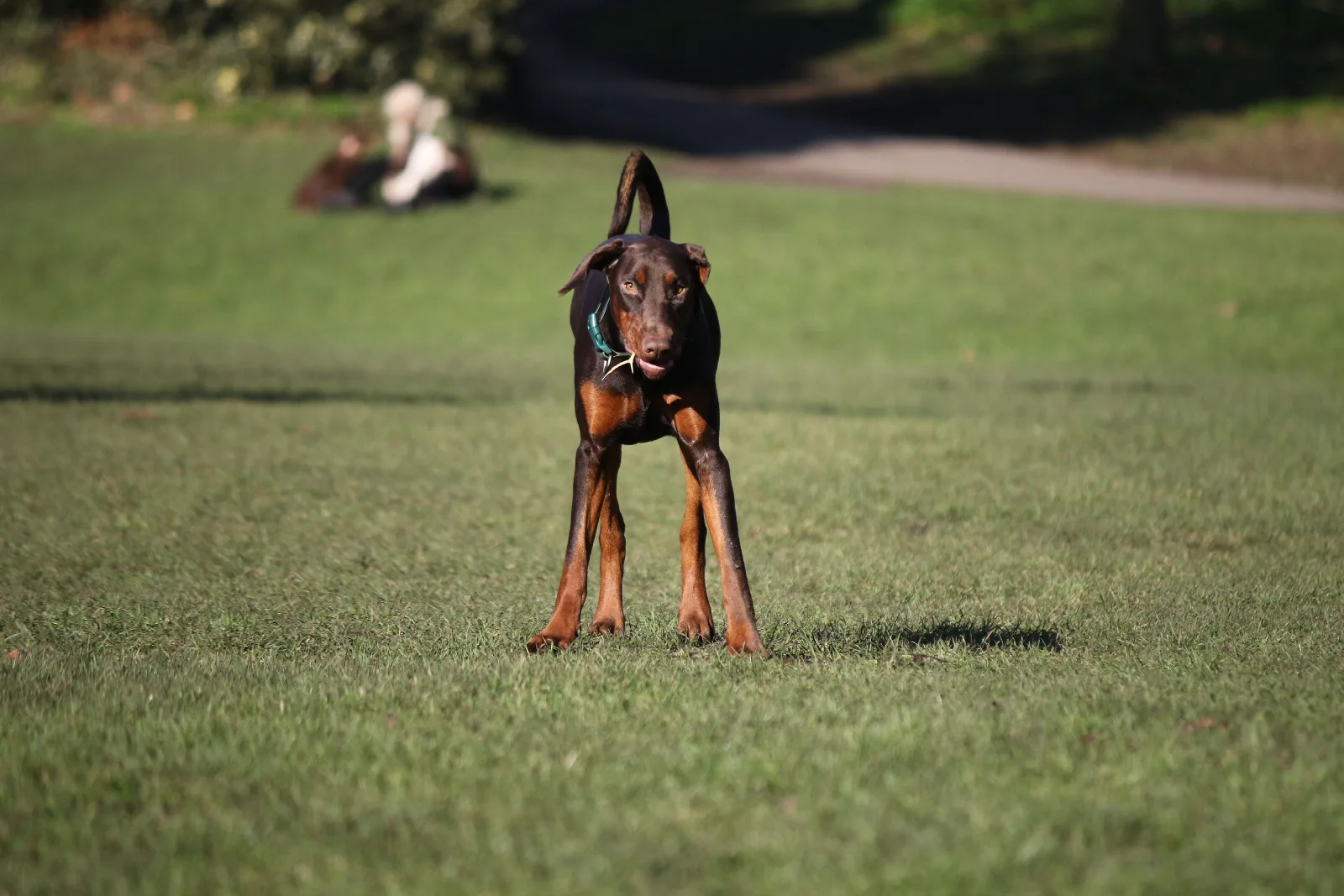 Een bruine Dobermann met natuurlijke oren staat alert in een groen grasveld