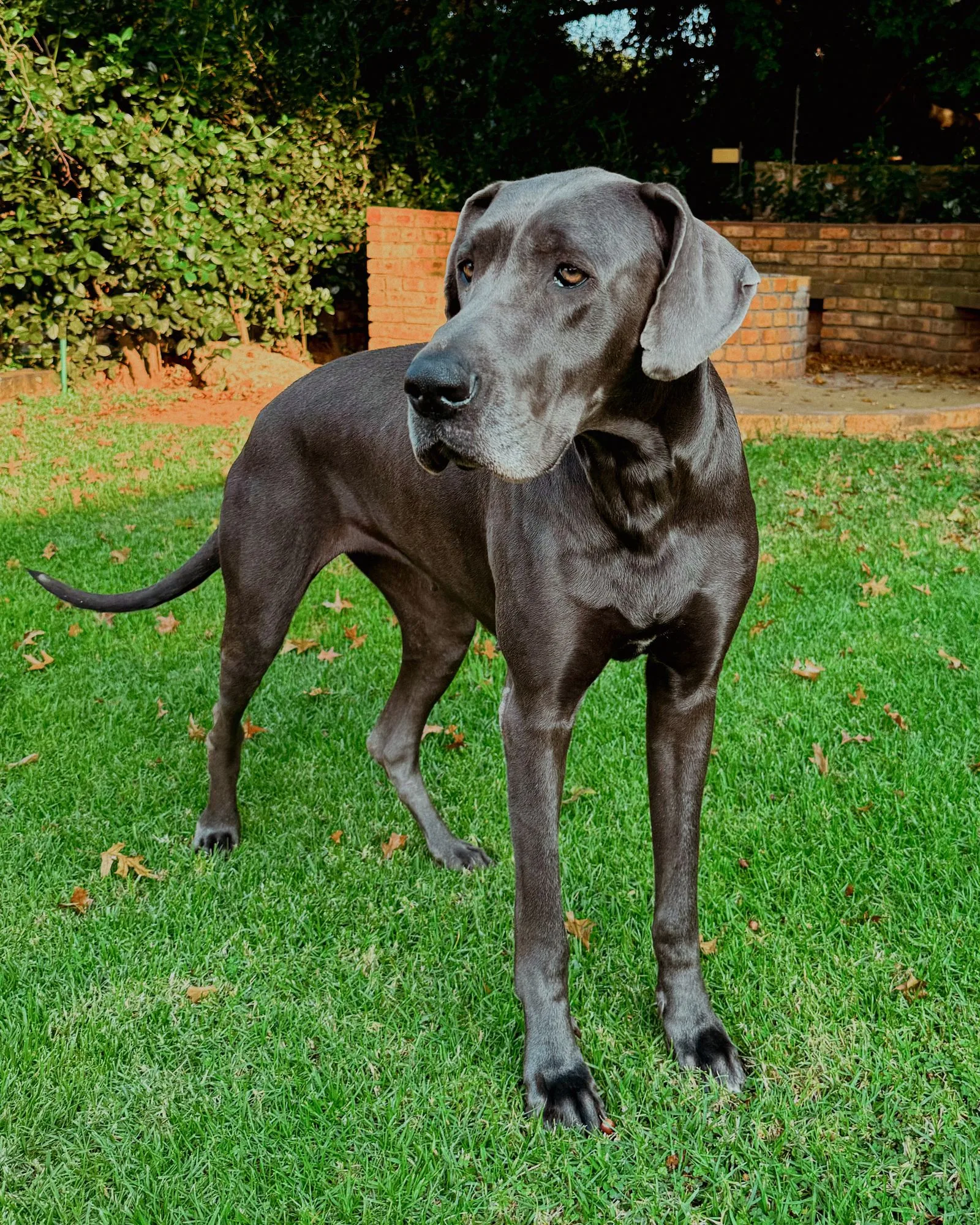 Een blauwe Duitse Dog staat op een gazon bij een stenen muurtje