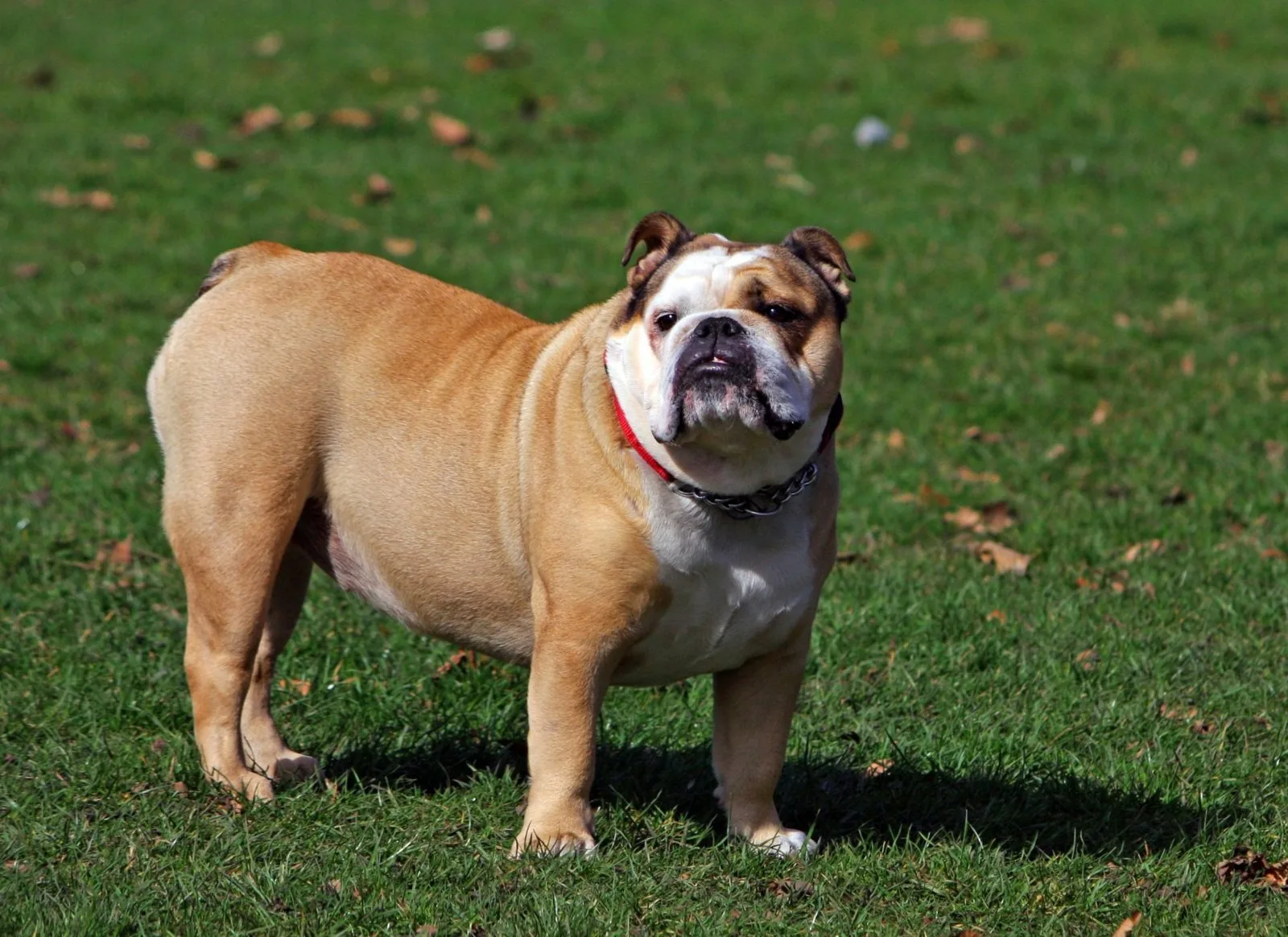 Een Engelse Bulldog fawn met wit in het gras
