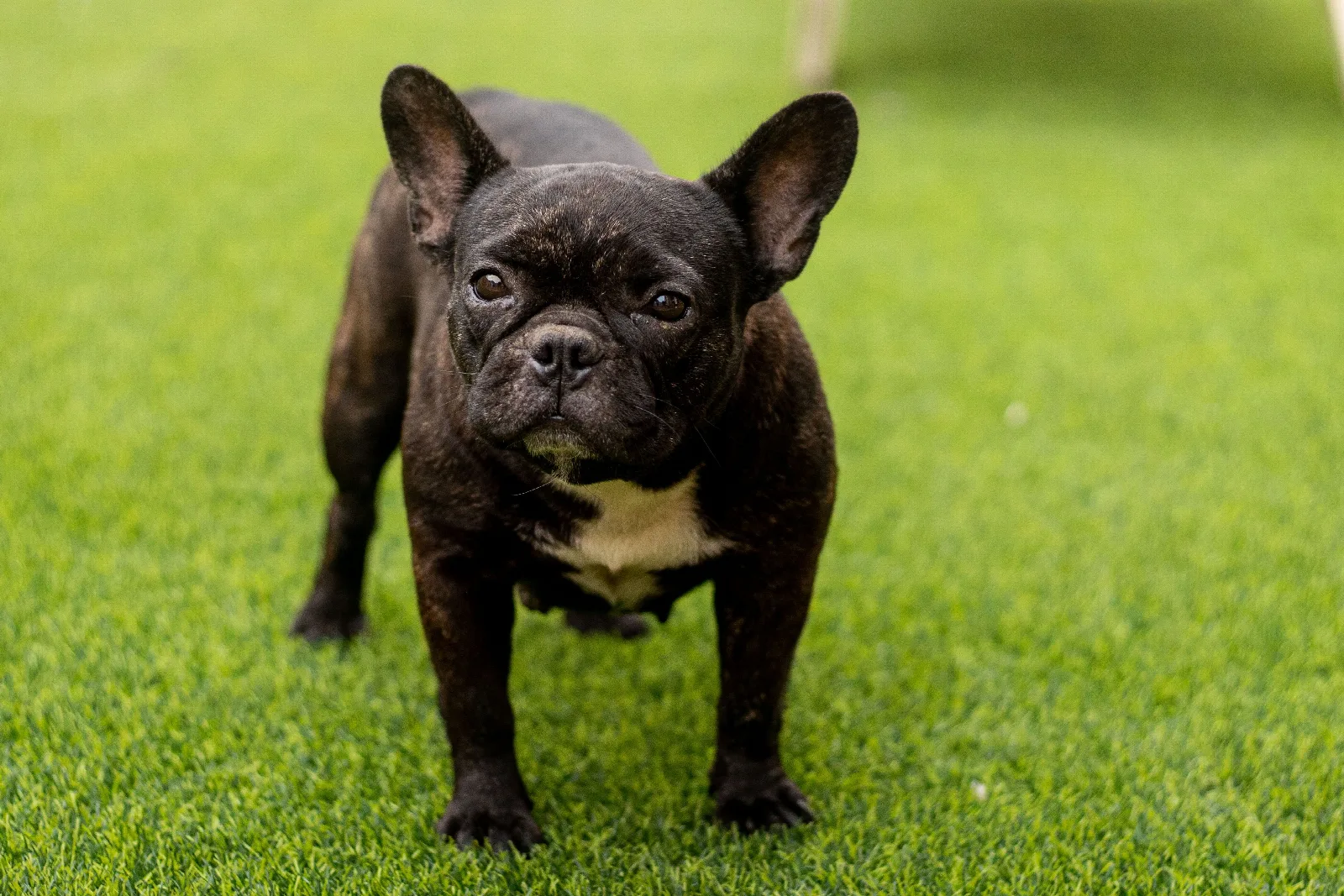 Een gestroomde Franse Bulldog staat op groen gras in de zon