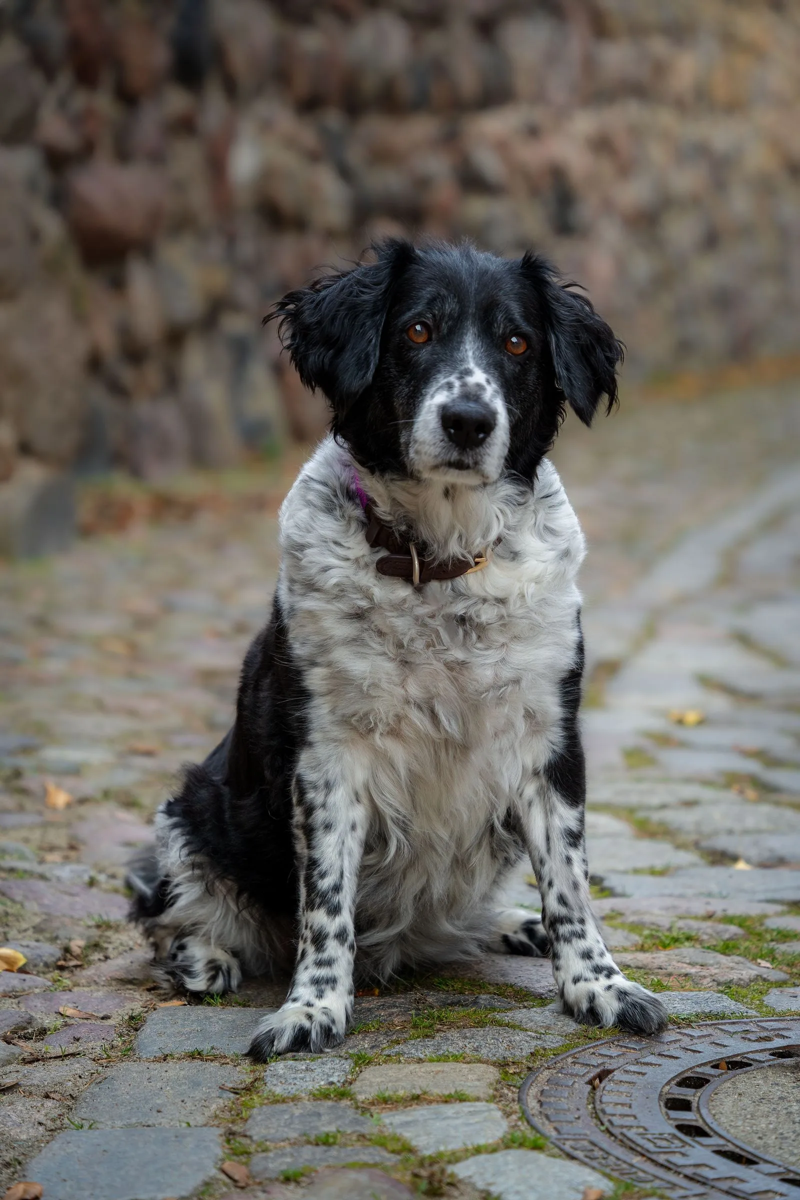 Een zwart-witte Friese Stabij zit op een kasseienpad