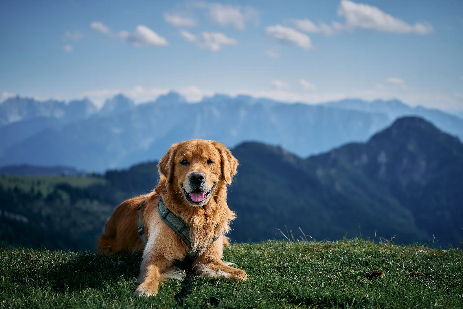 Een Golden Retriever ligt in het gras op een heuvel met bergen op de achtergrond