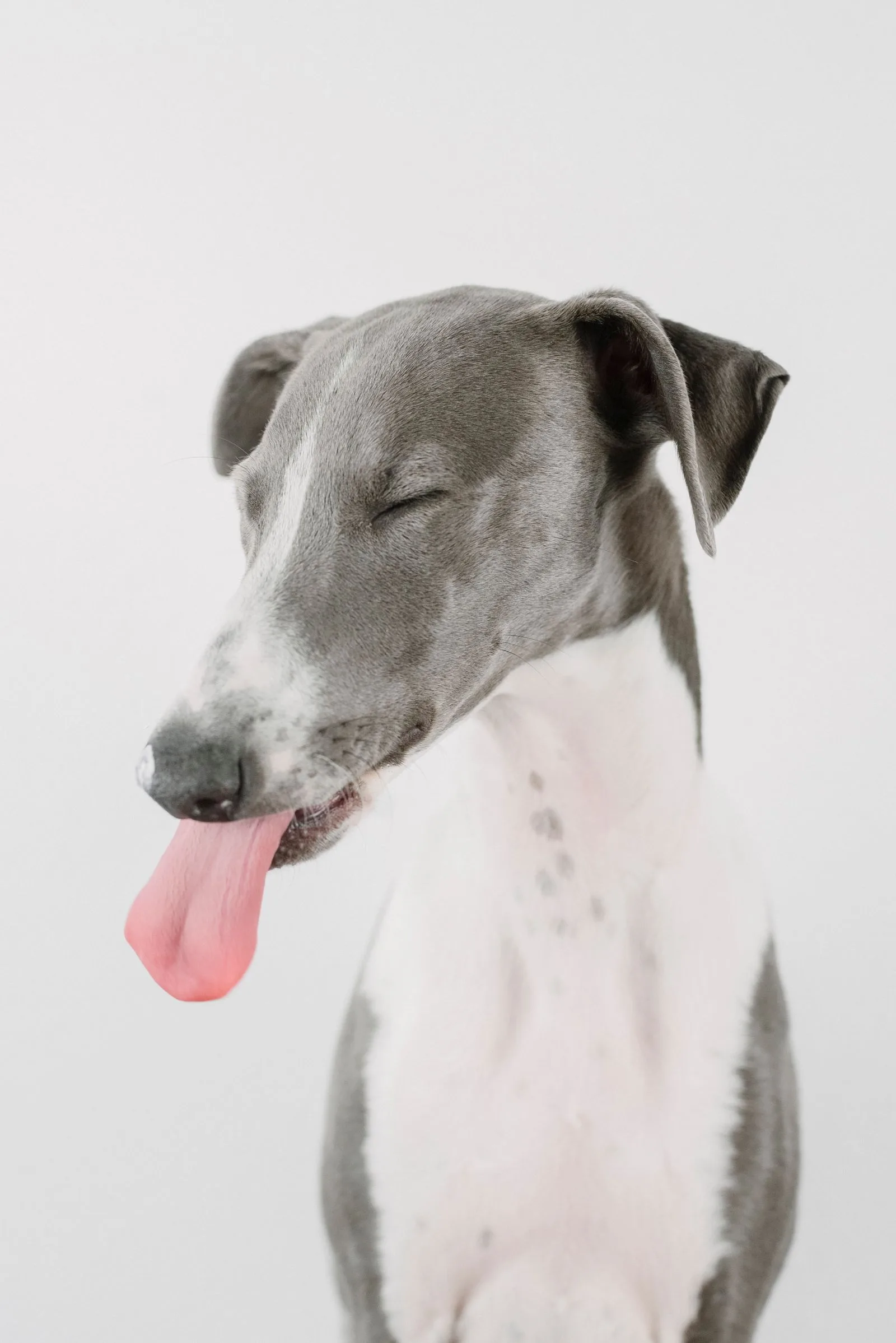 Close-up van een blauw-witte Greyhound met tong naar buiten