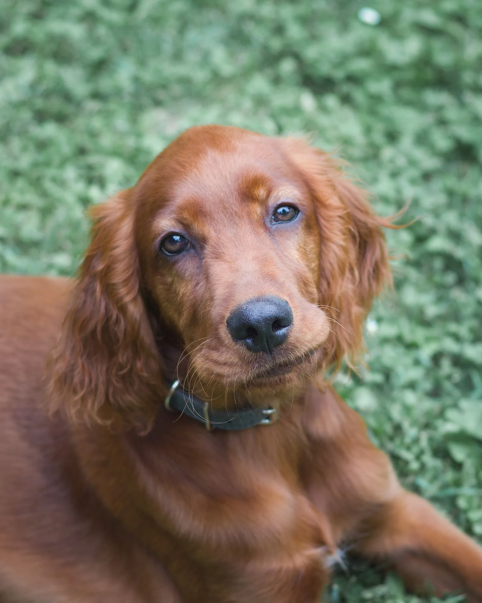 Een Ierse Setter pup met mahonie-rode vacht in het gras