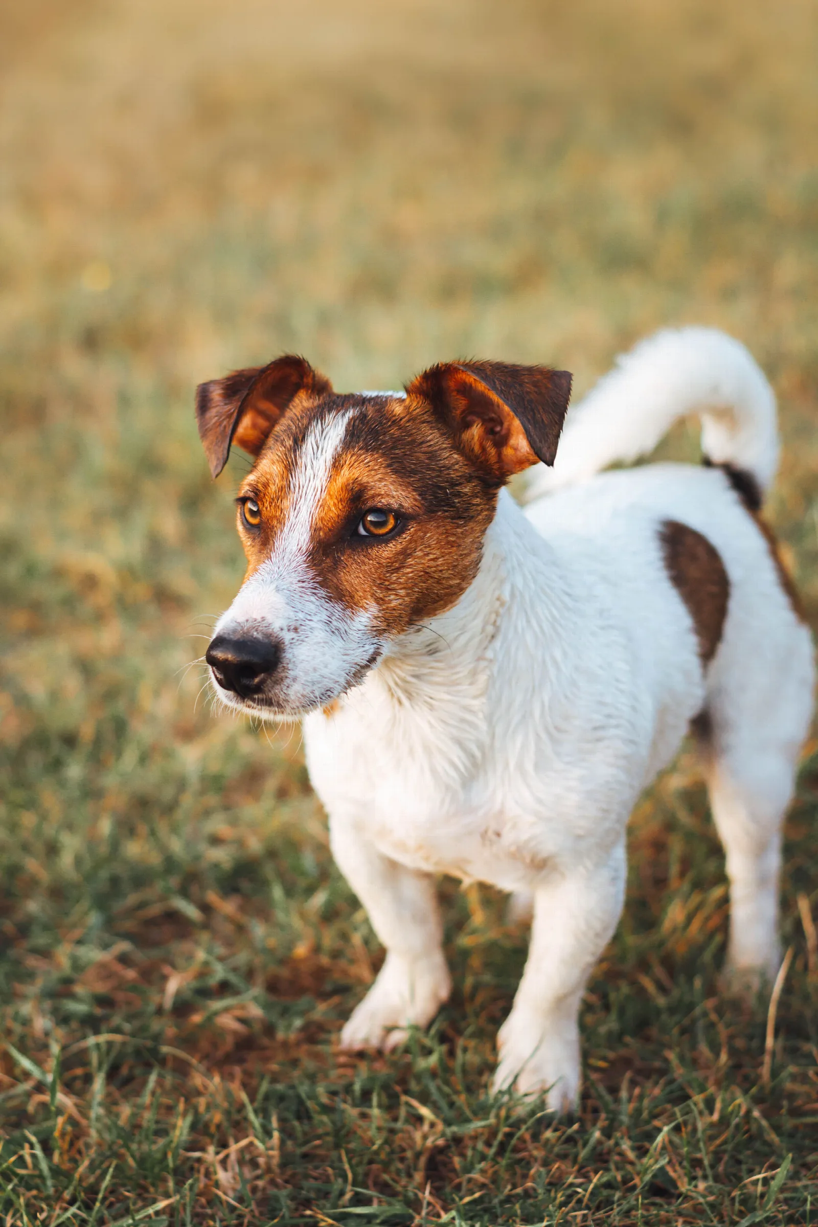 Een wit-bruine Jack Russell Terrier staat alert in het gras