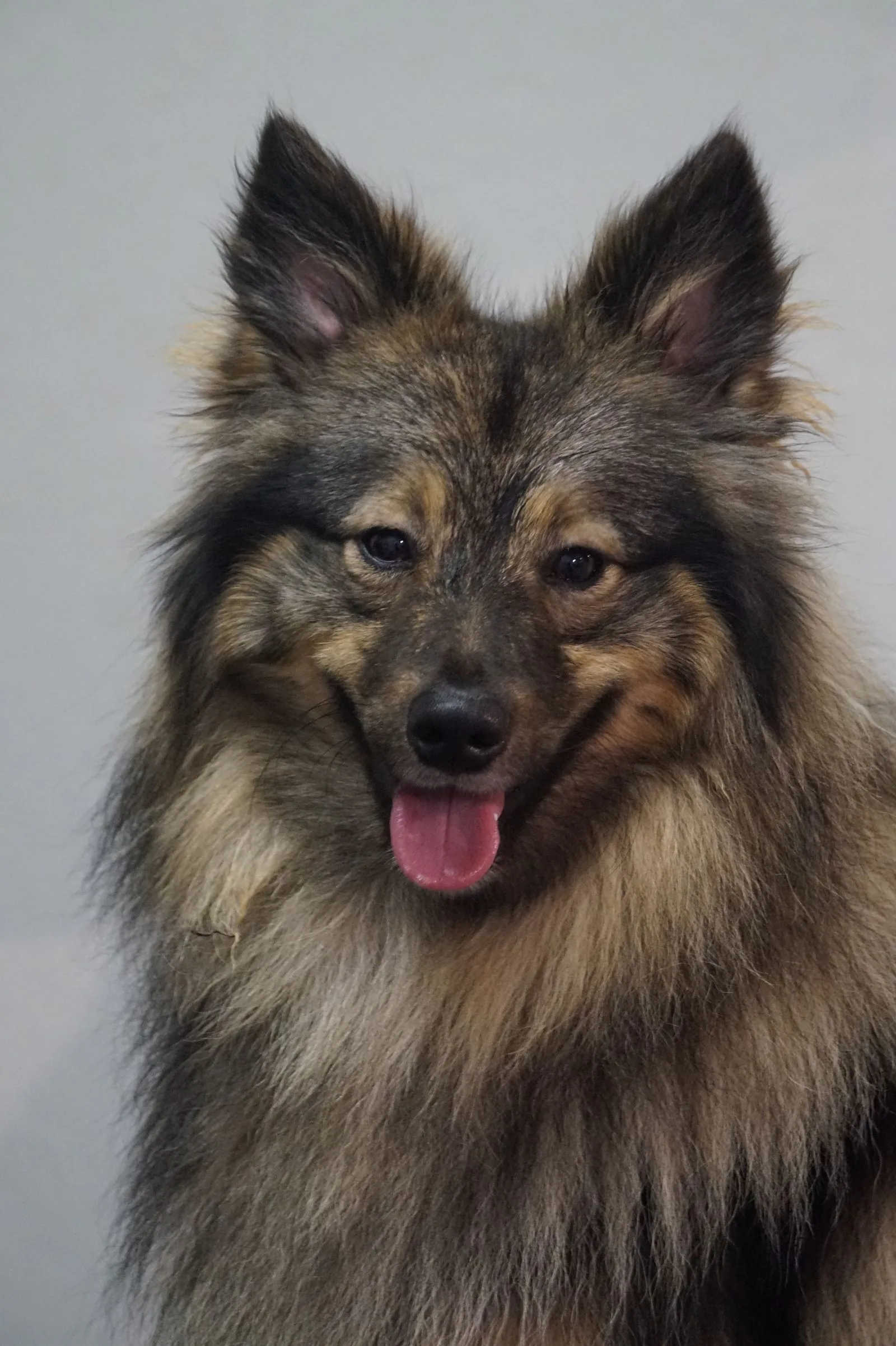 Close-up van een wolfsgrijze Kleine Keeshond met open bek