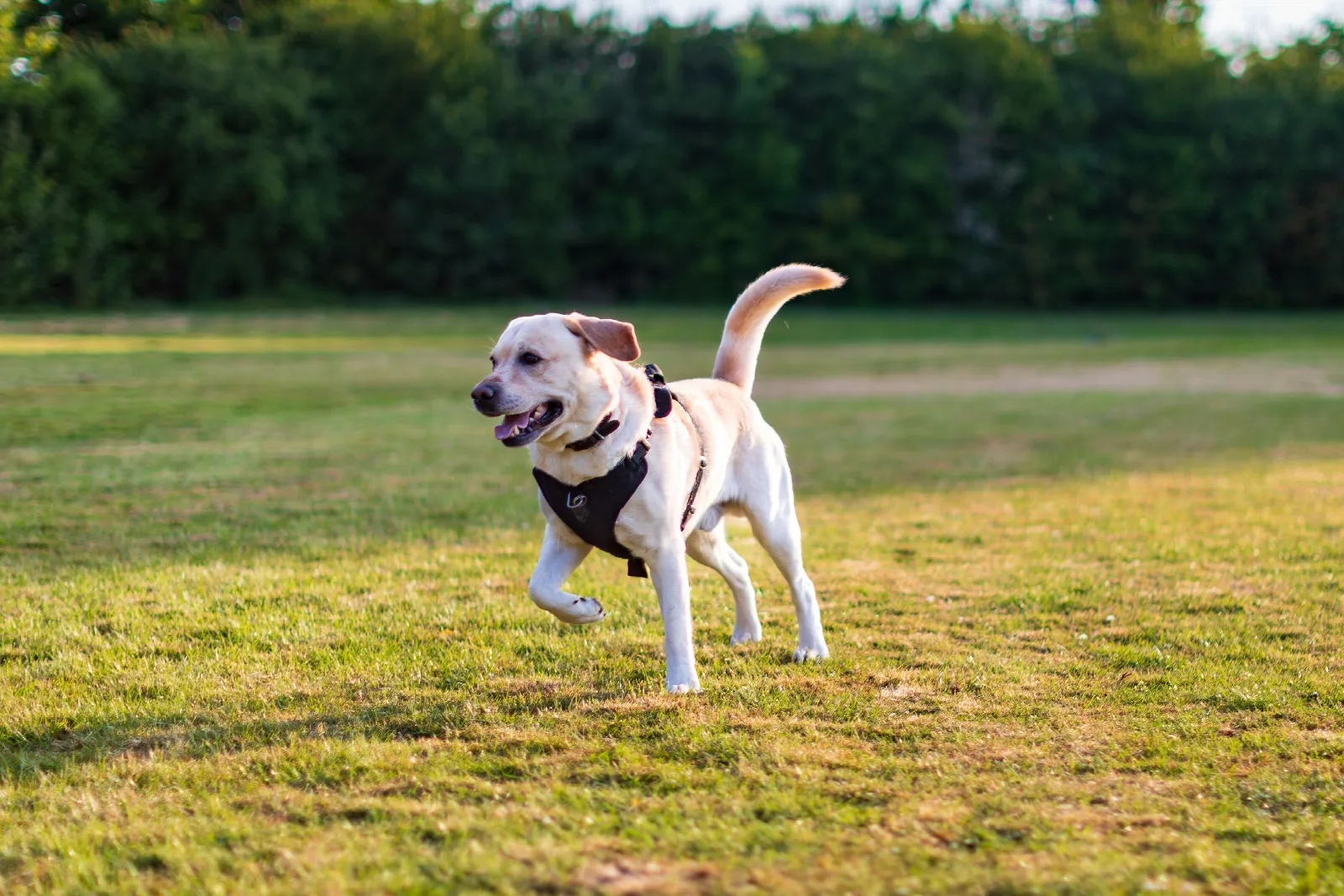 Een lichtgele Labrador Retriever rent vrolijk door een groen grasveld