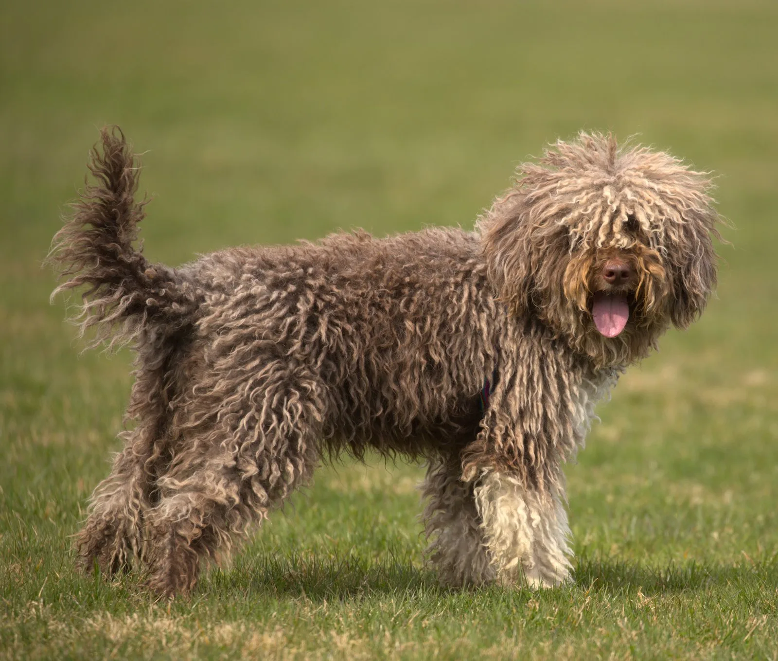 Een bruine Lagotto Romagnolo met krulvacht in het gras