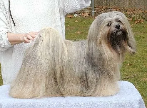 Een Lhasa Apso met lange tan-crème vacht