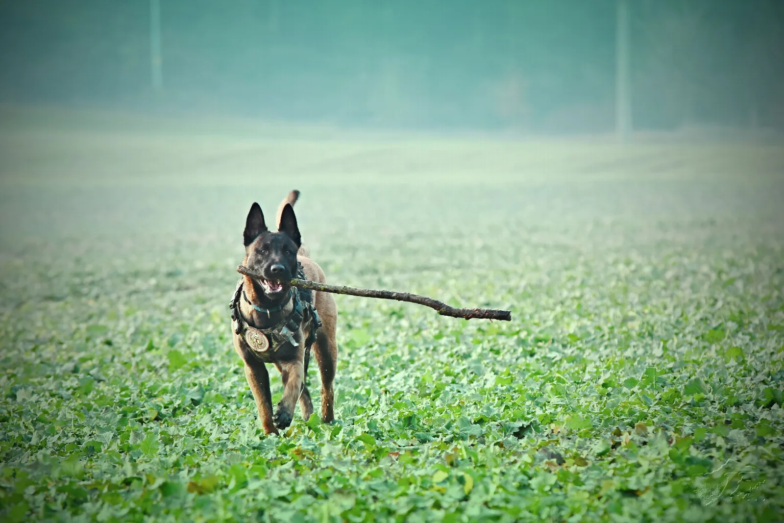Een Mechelse Herder met zwart masker rent met een stok door het gras