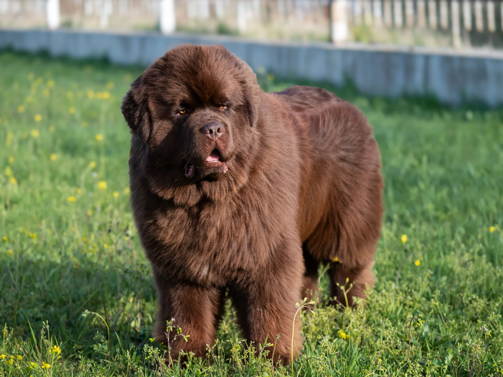 Een bruine Newfoundlander staat in het gras met gele bloemen