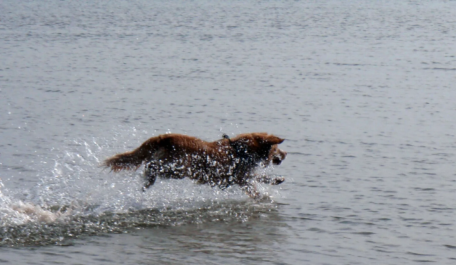 Een Nova Scotia Duck Tolling Retriever rent door ondiep water