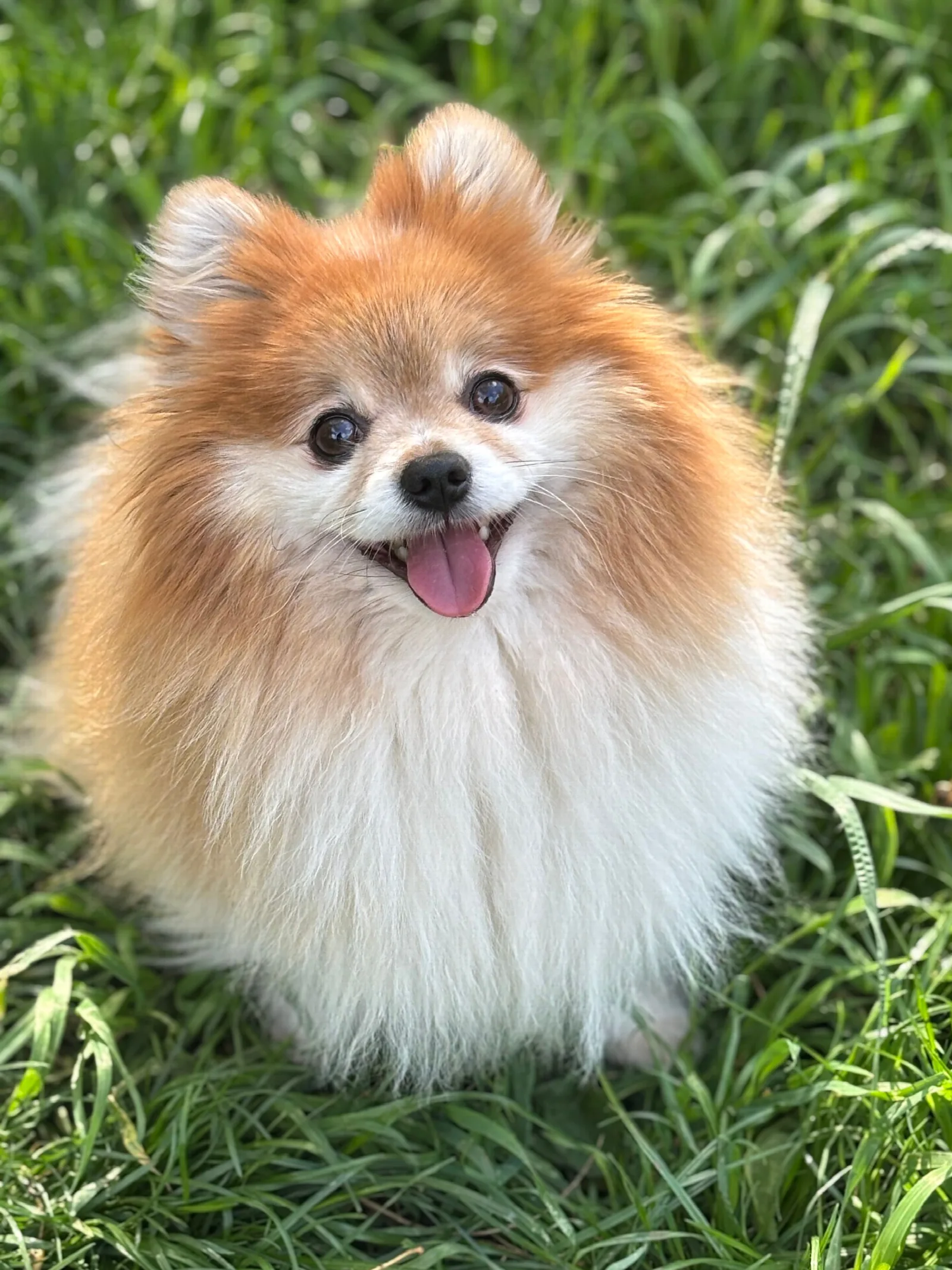 Een pluizige oranje Pomeranian zit vrolijk in het groene gras