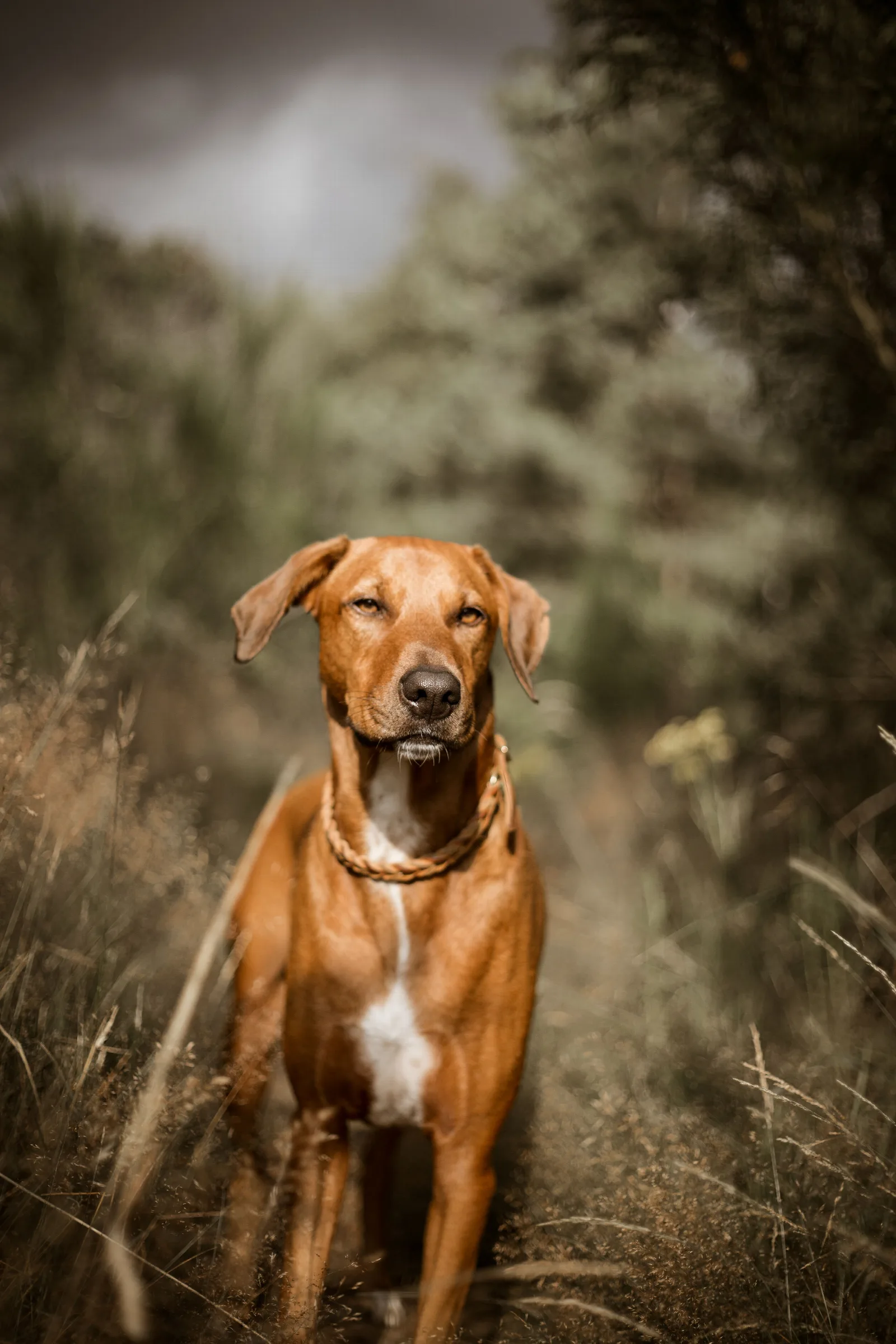 Een Rhodesian Ridgeback staat in hoog gras en kijkt naar de camera
