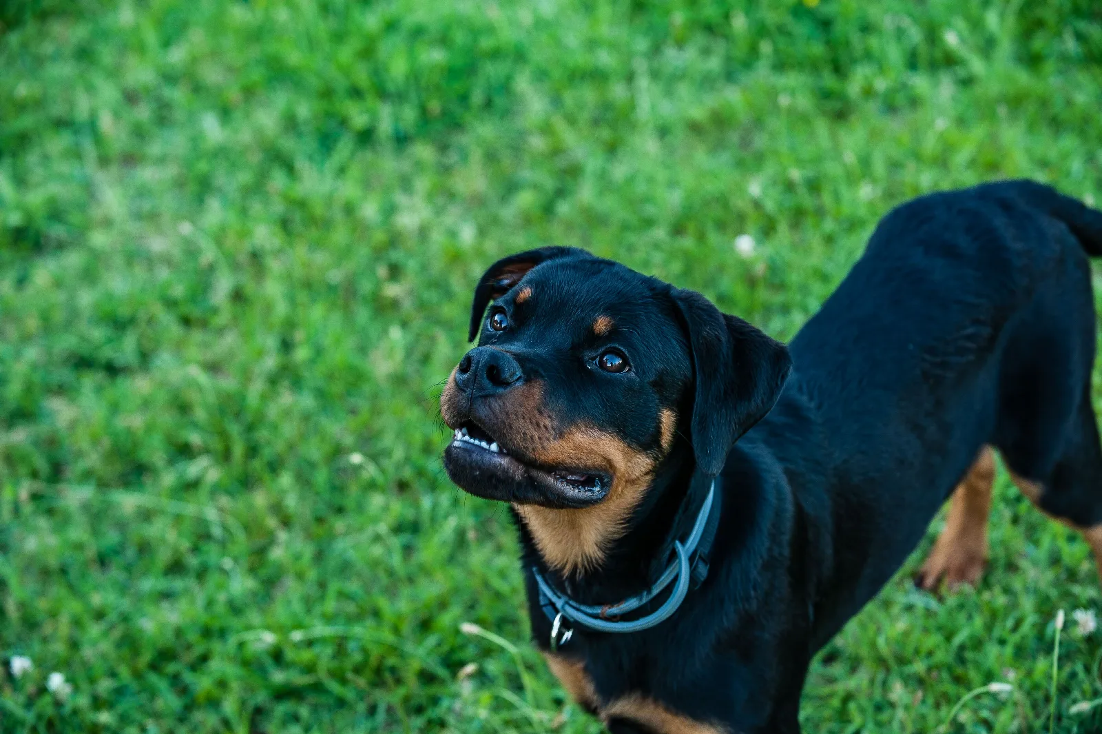 Een jonge Rottweiler staat alert in het gras en kijkt omhoog