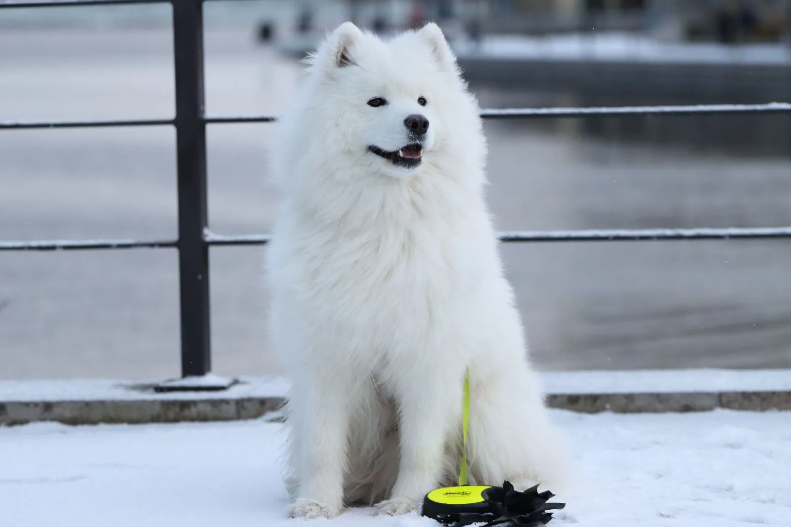 Een witte Samojeed zit in de sneeuw bij een railing
