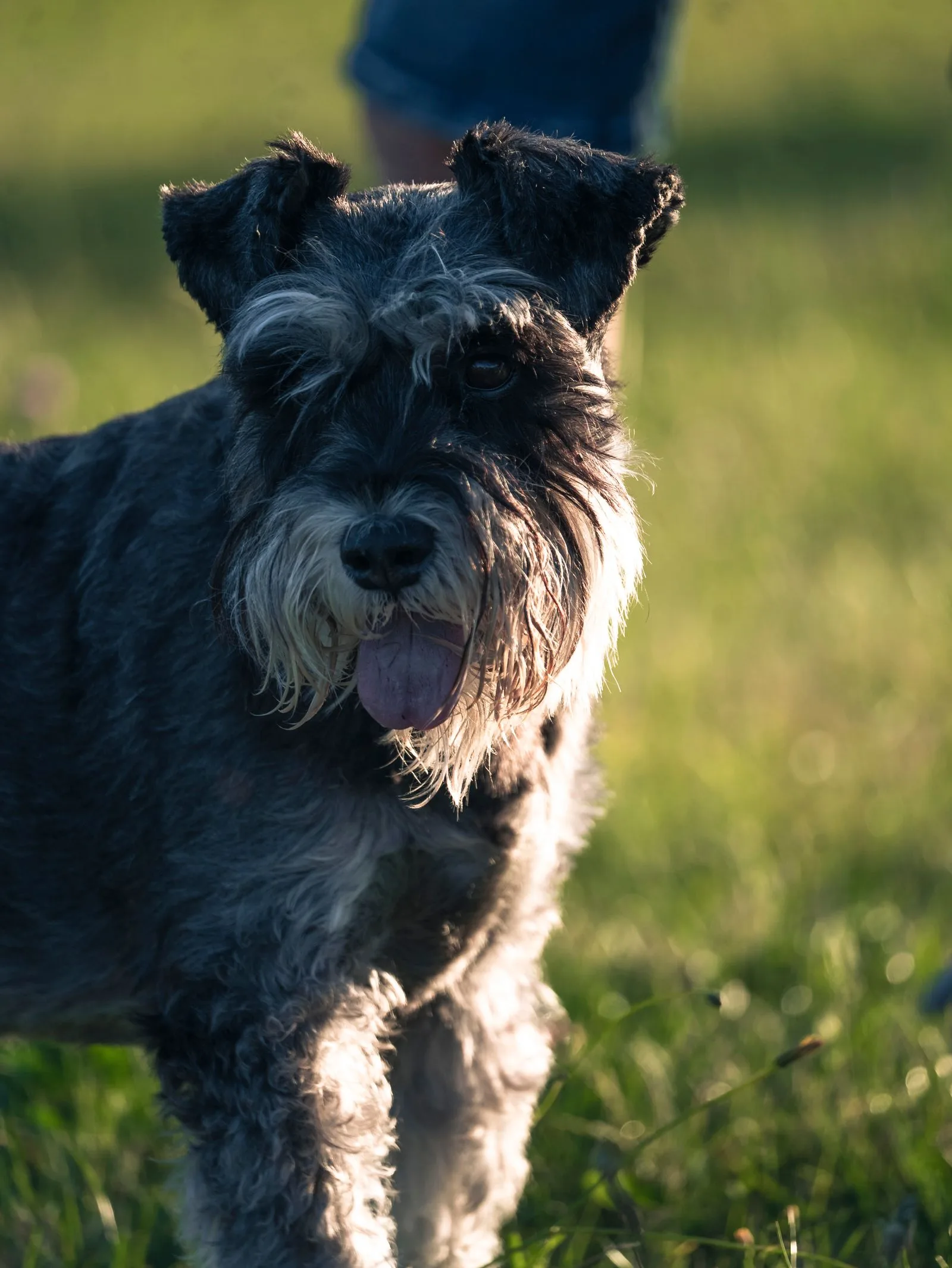 Een peper-en-zout Schnauzer met baard in het gras bij zonlicht