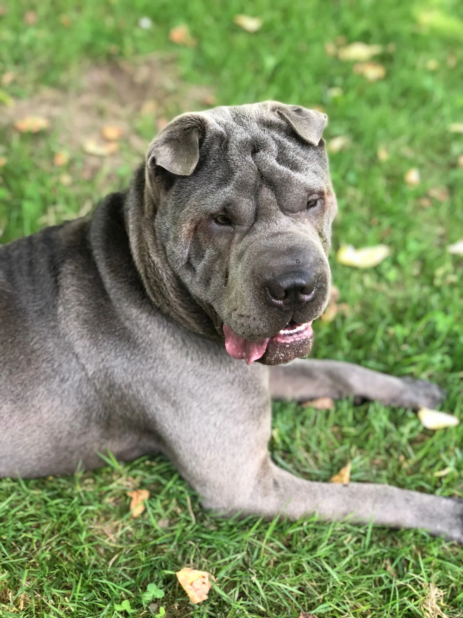 Een blauw-grijze Shar-Pei met rimpels in het gras