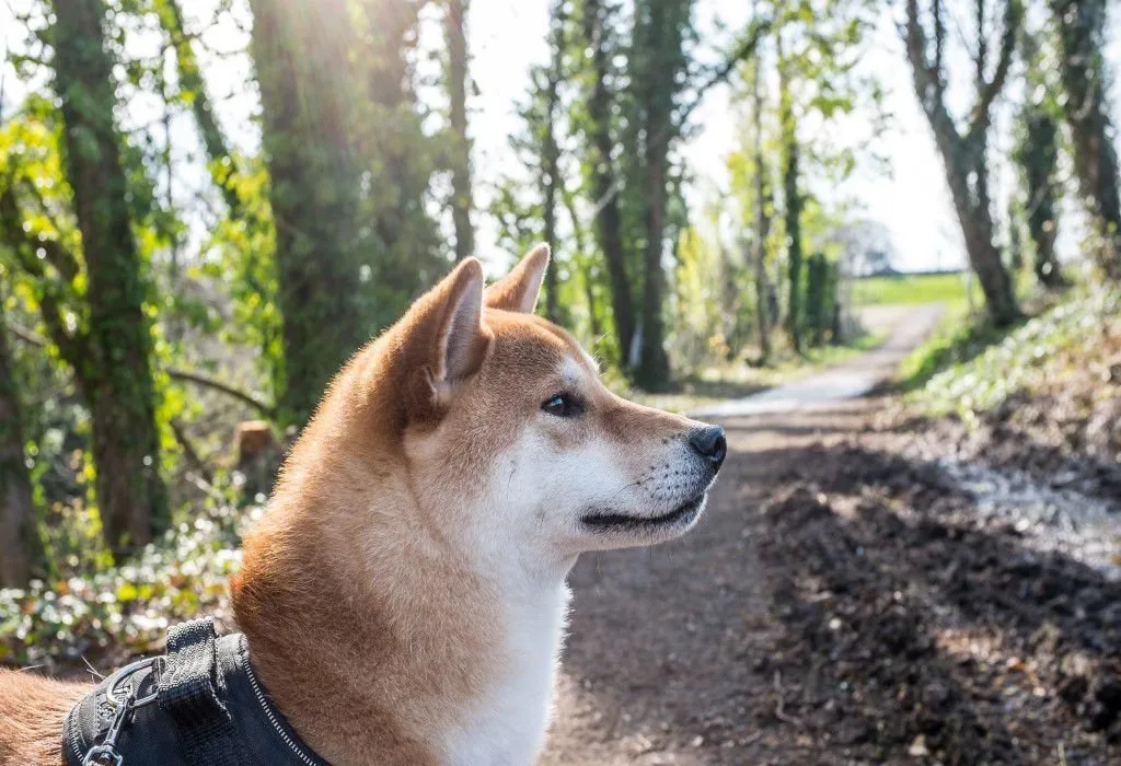 Een rode Shiba met urajiro-aftekening op een bospad