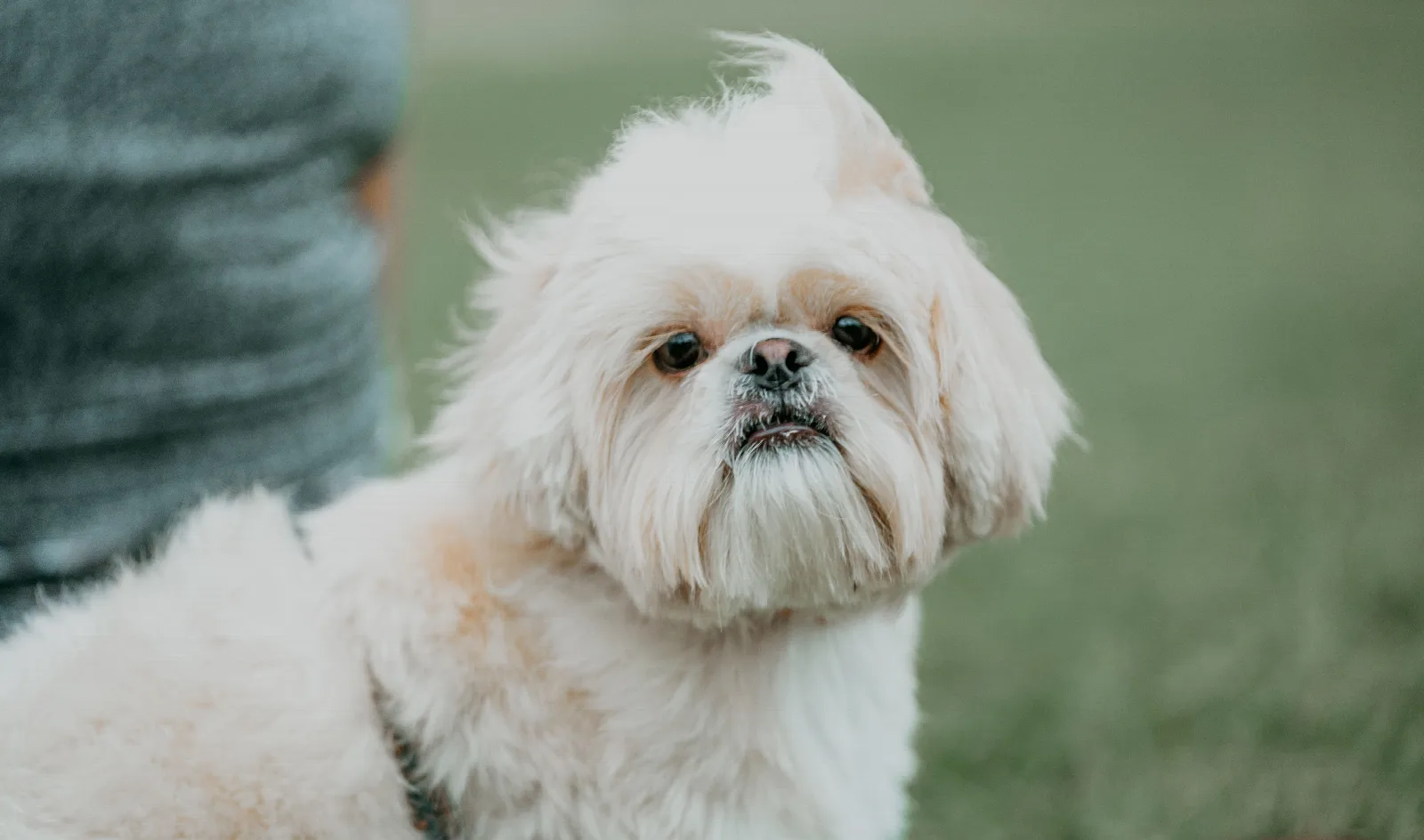 Een witte crèmekleurige Shih Tzu met pluizige vacht zit buiten in het gras