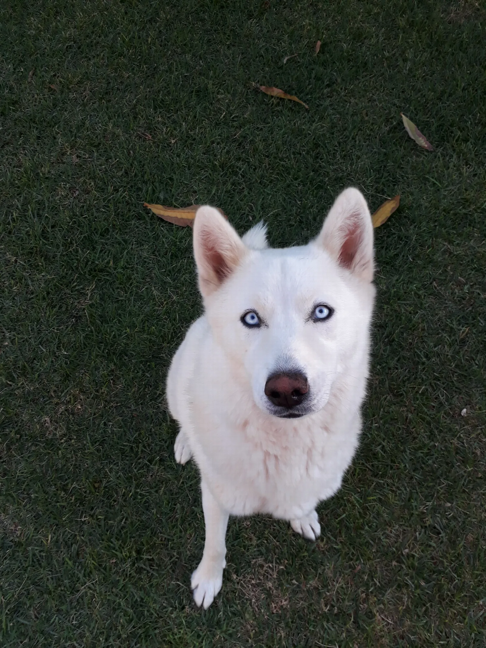 Een Siberische Husky met blauwe ogen zit op groen gras