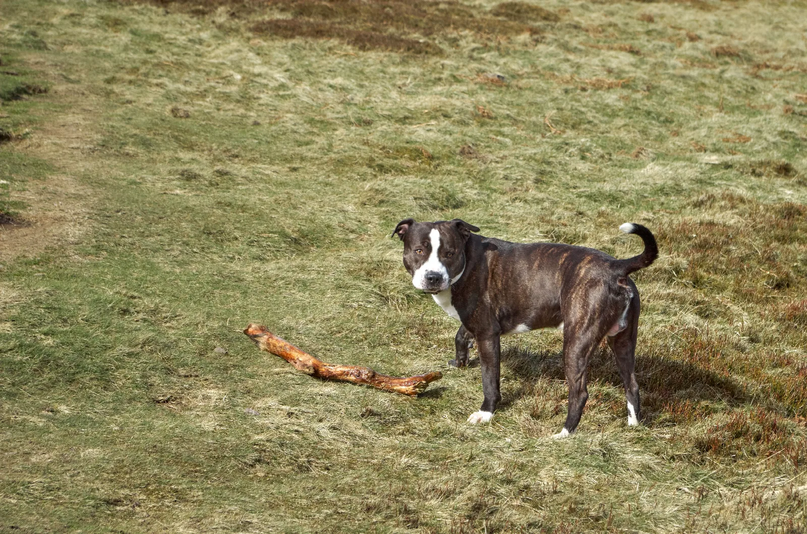 Een Staffordshire Bull Terrier met korte vacht staat buiten bij een boom