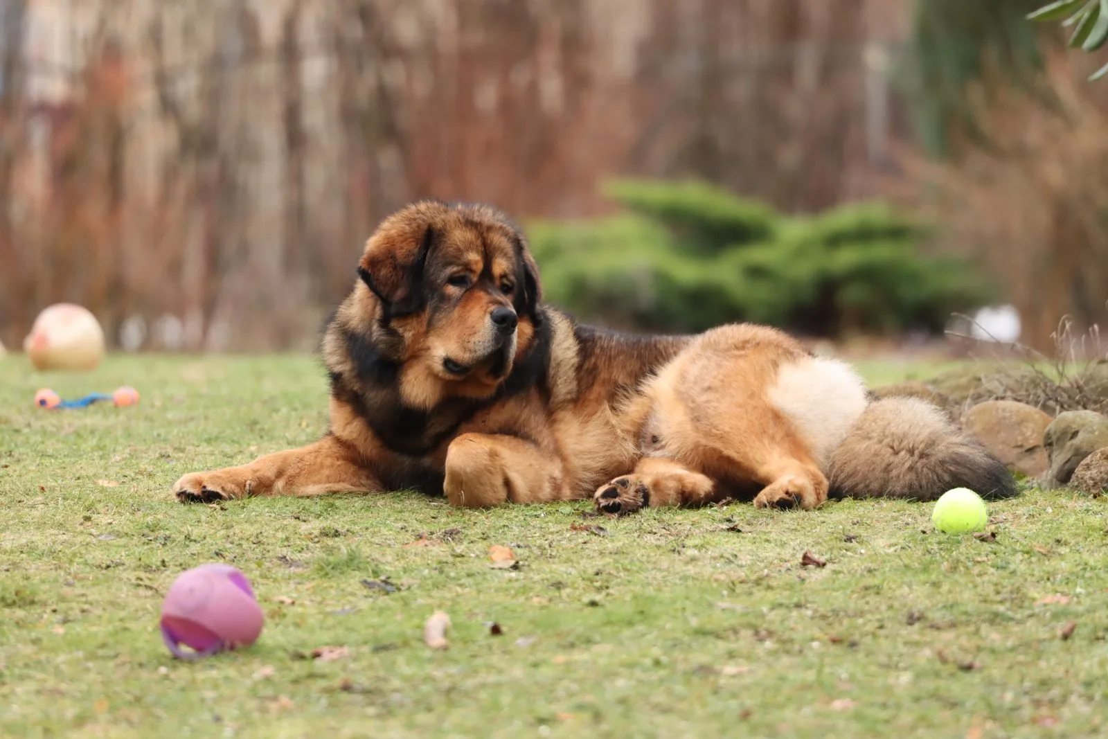 Een goudbruine Tibetaanse Mastiff ligt in het gras met speelgoed eromheen